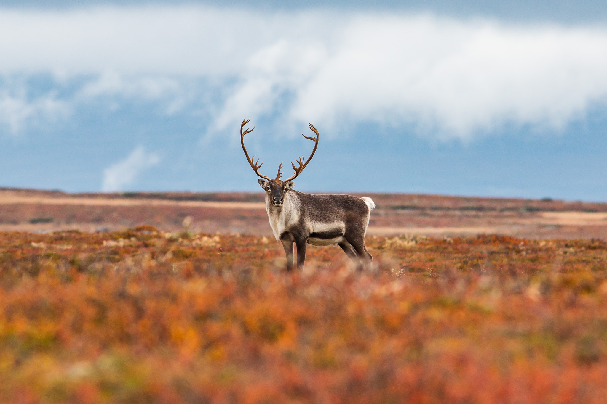 Canon EF 300mm F4L IS USM sample photo. Swedish autumn photography