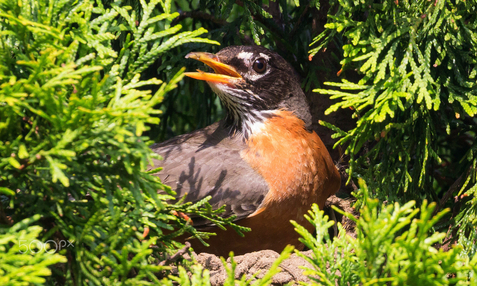 Canon EOS 60D + Canon EF 100-400mm F4.5-5.6L IS II USM sample photo. American robin incubating eggs in my backyard photography