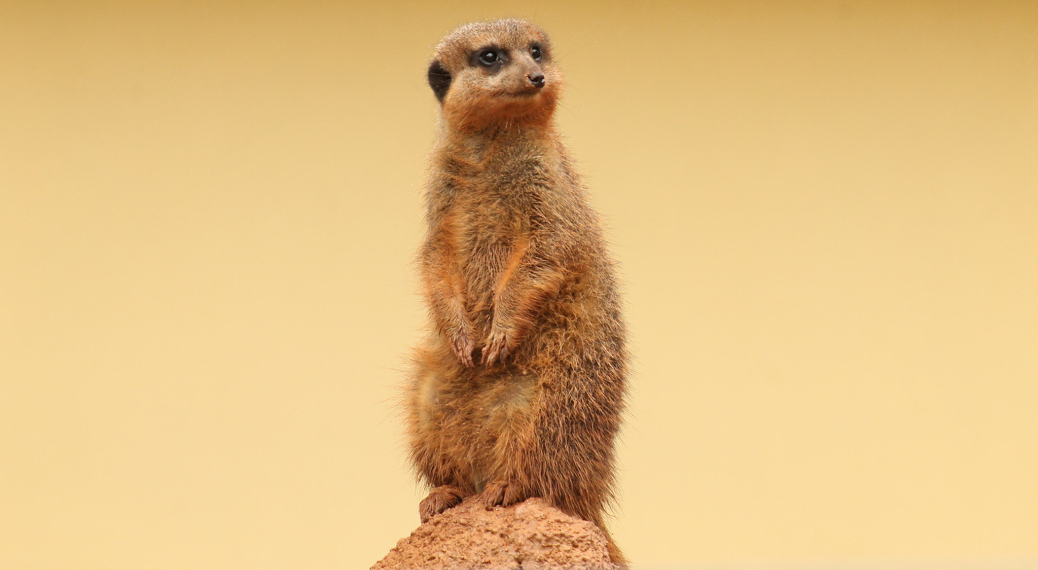 Canon EF 75-300mm f/4-5.6 USM sample photo. Suricata photography