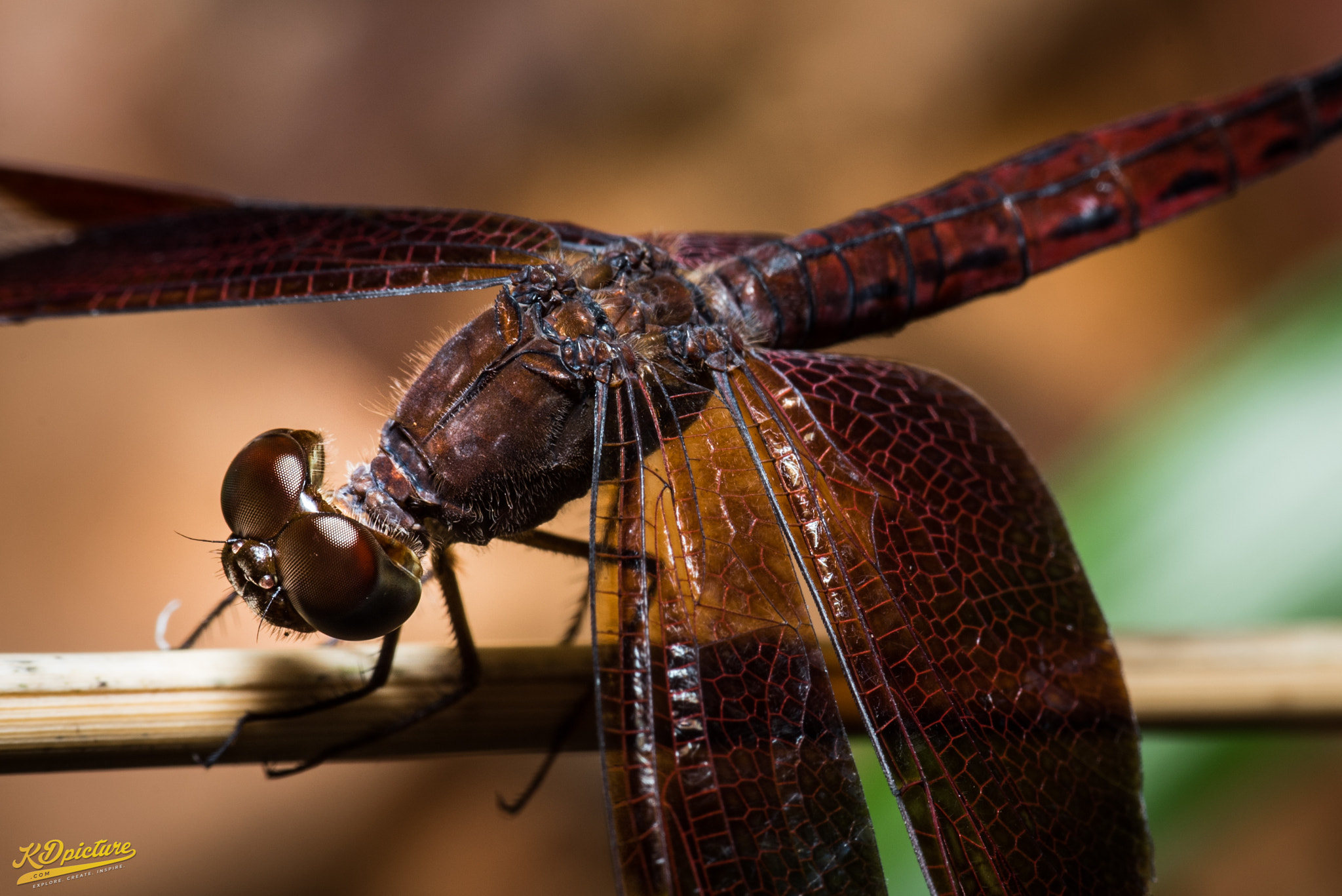 Nikon D750 + AF Zoom-Nikkor 28-85mm f/3.5-4.5 sample photo. K macro photography