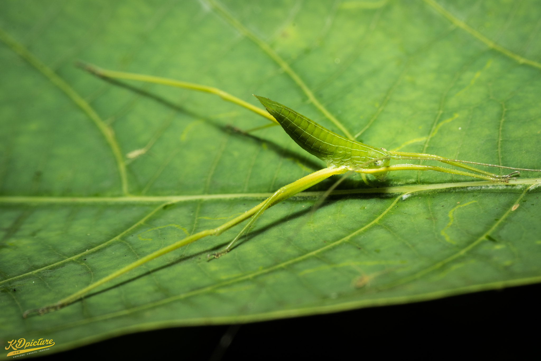 Nikon D750 + AF Zoom-Nikkor 28-85mm f/3.5-4.5 sample photo. K macro photography