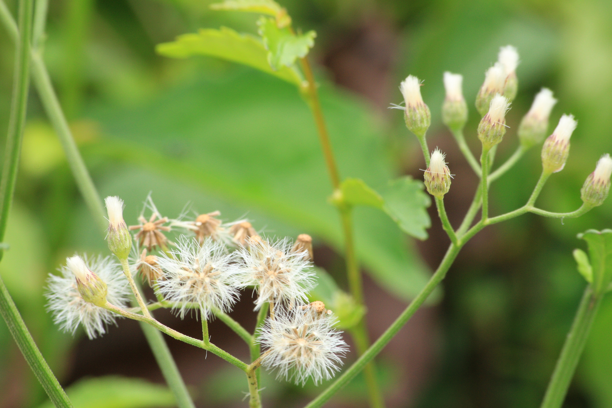 Canon EOS 700D (EOS Rebel T5i / EOS Kiss X7i) sample photo. Img photography