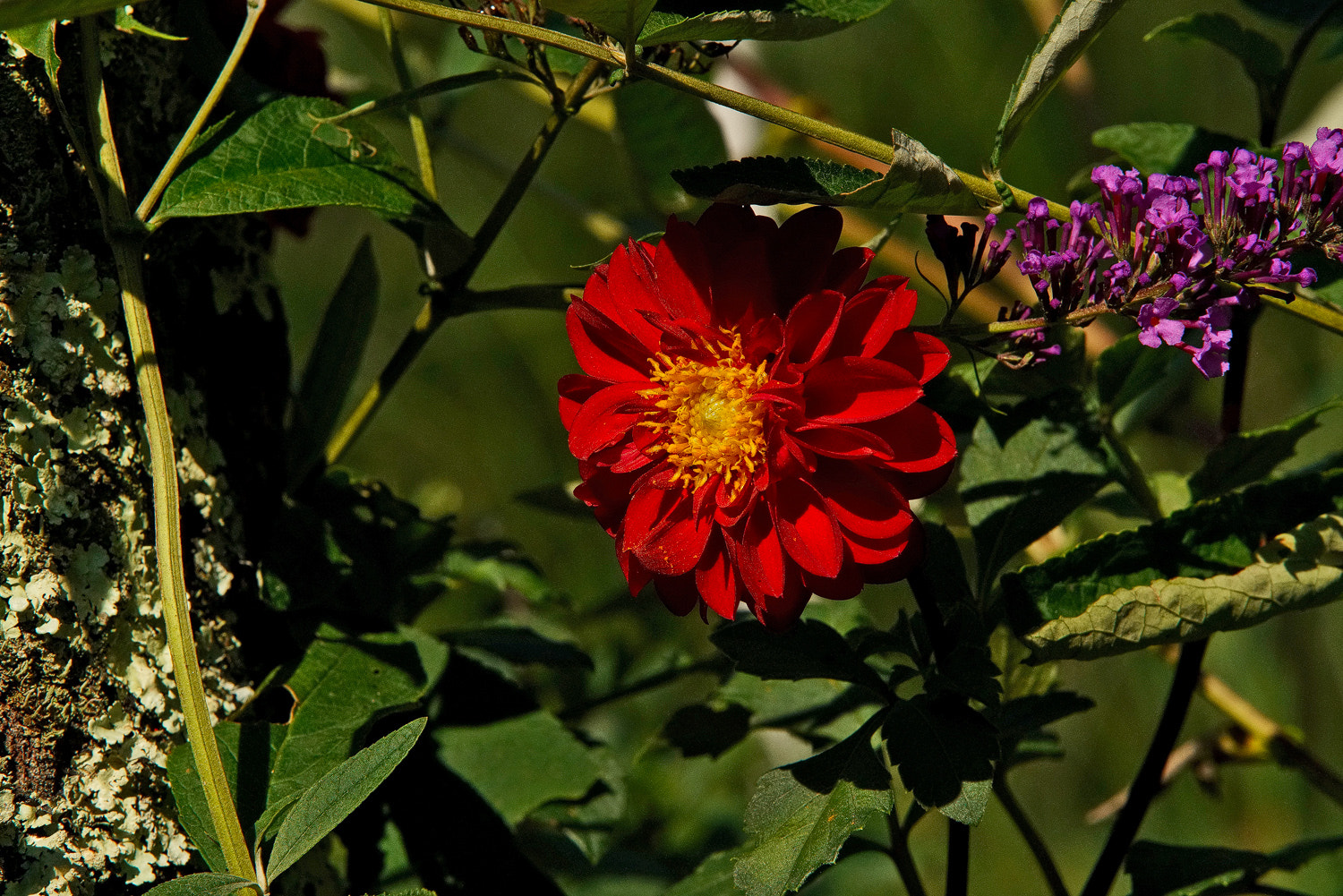 Sony a7R II + 70-200mm F2.8 G SSM OSS II sample photo. Red dahlia and butterfly bush. photography