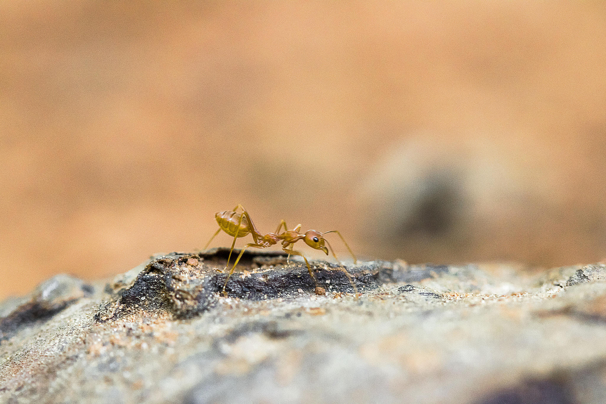 Canon EF 100mm F2.8 Macro USM sample photo. Alone photography