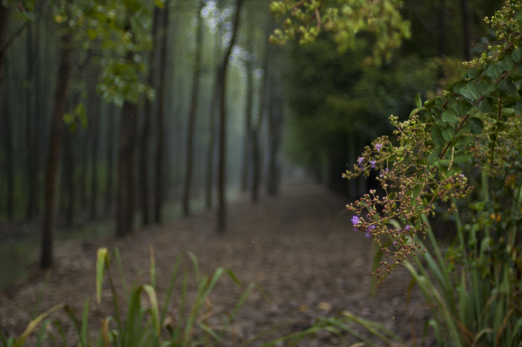 Nikon D70s + Nikon AF Nikkor 50mm F1.4D sample photo. A grove photography