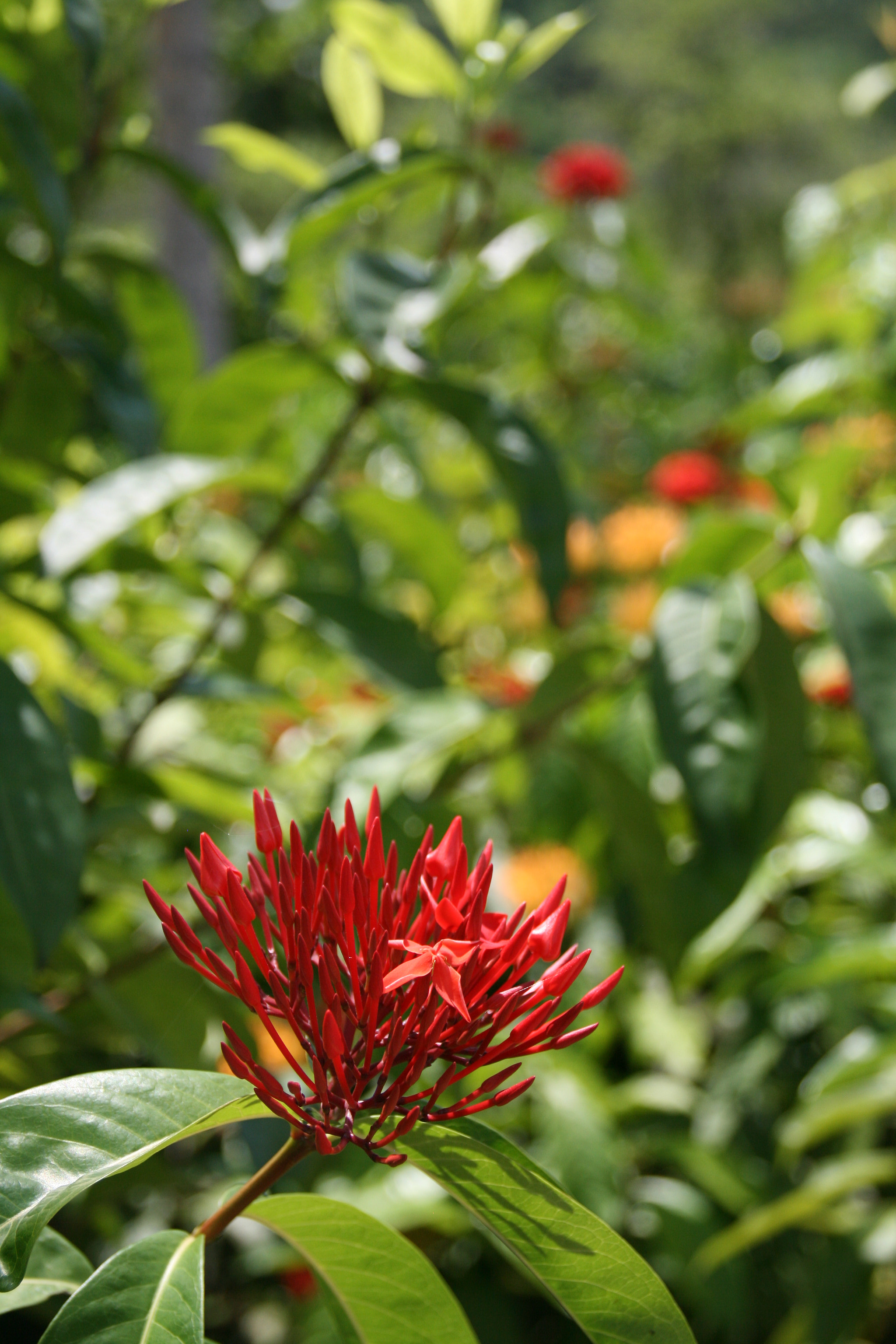 Sigma 18-125mm F3.8-5.6 DC OS HSM sample photo. Ixora flower photography