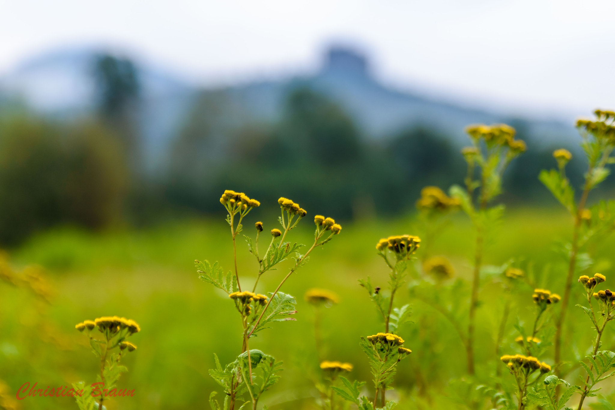 Tamron SP 24-70mm F2.8 Di VC USD sample photo. Asselstein photography