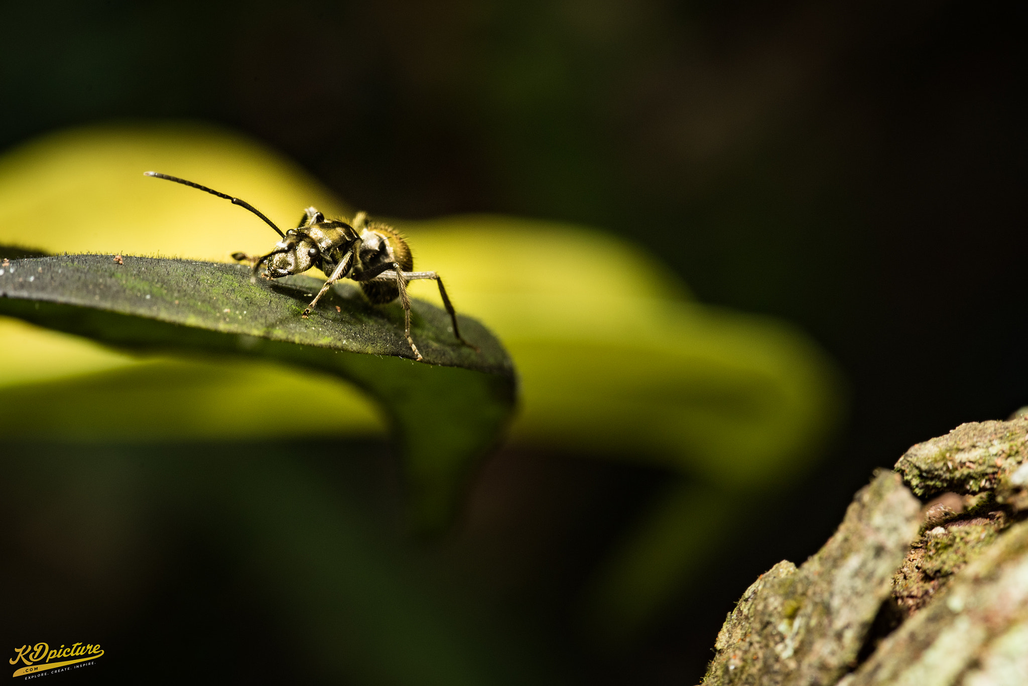 AF Zoom-Nikkor 28-85mm f/3.5-4.5 sample photo. K macro photography