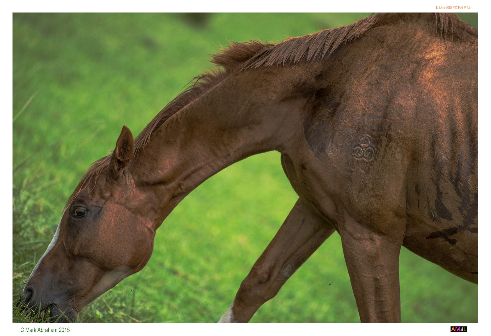 Nikon D810 + Nikkor 500mm f/4 P ED IF sample photo. Brandedhorse d photography