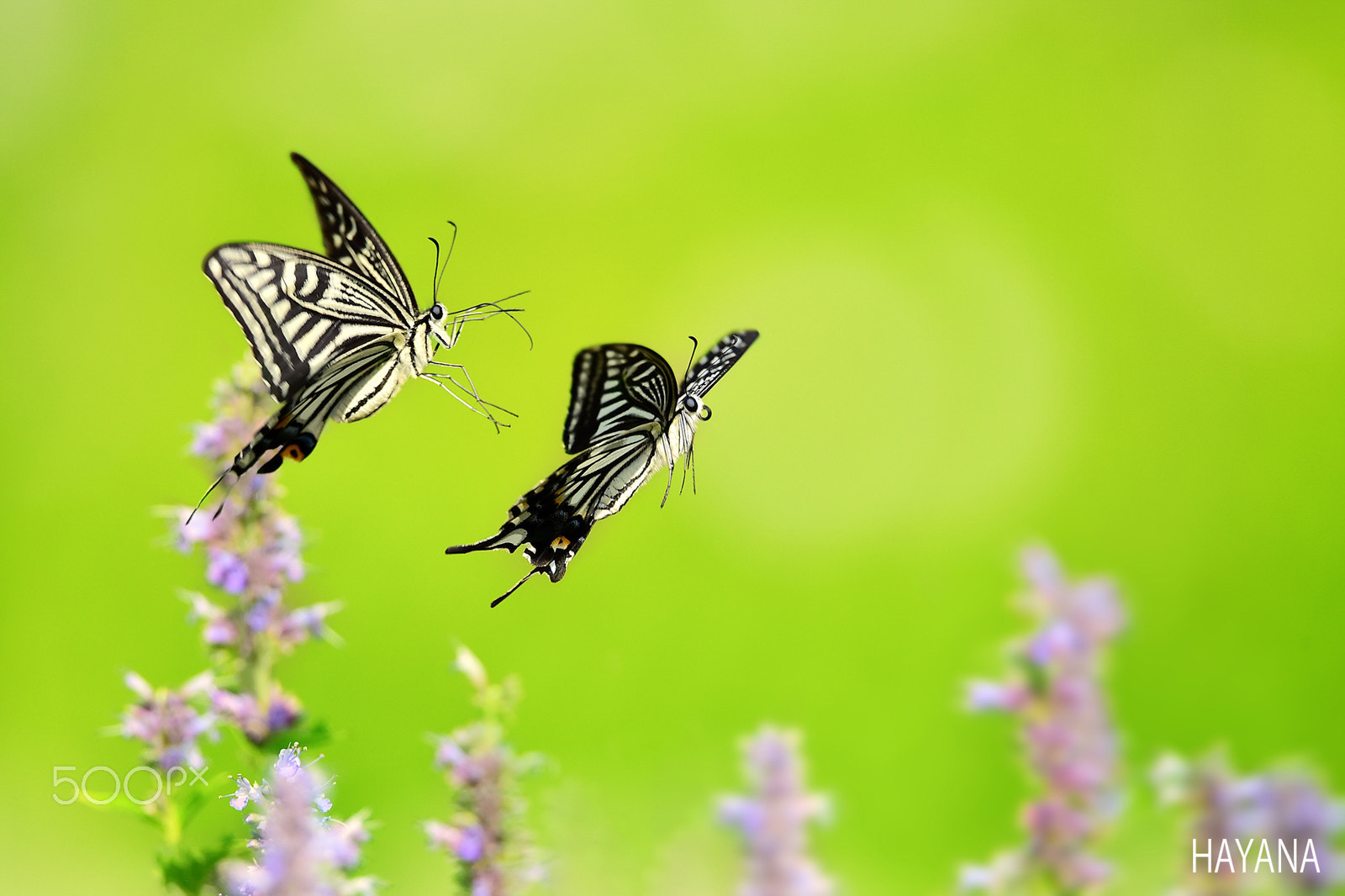Sigma 150-600mm F5-6.3 DG OS HSM | S sample photo. Flight of the butterfly. photography