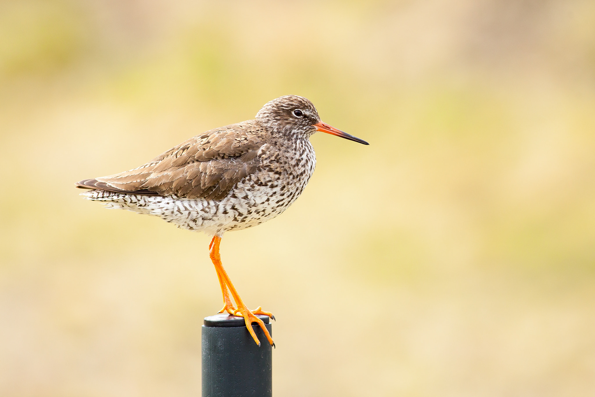 Canon EF 400mm F5.6L USM sample photo. Rotschenkel photography