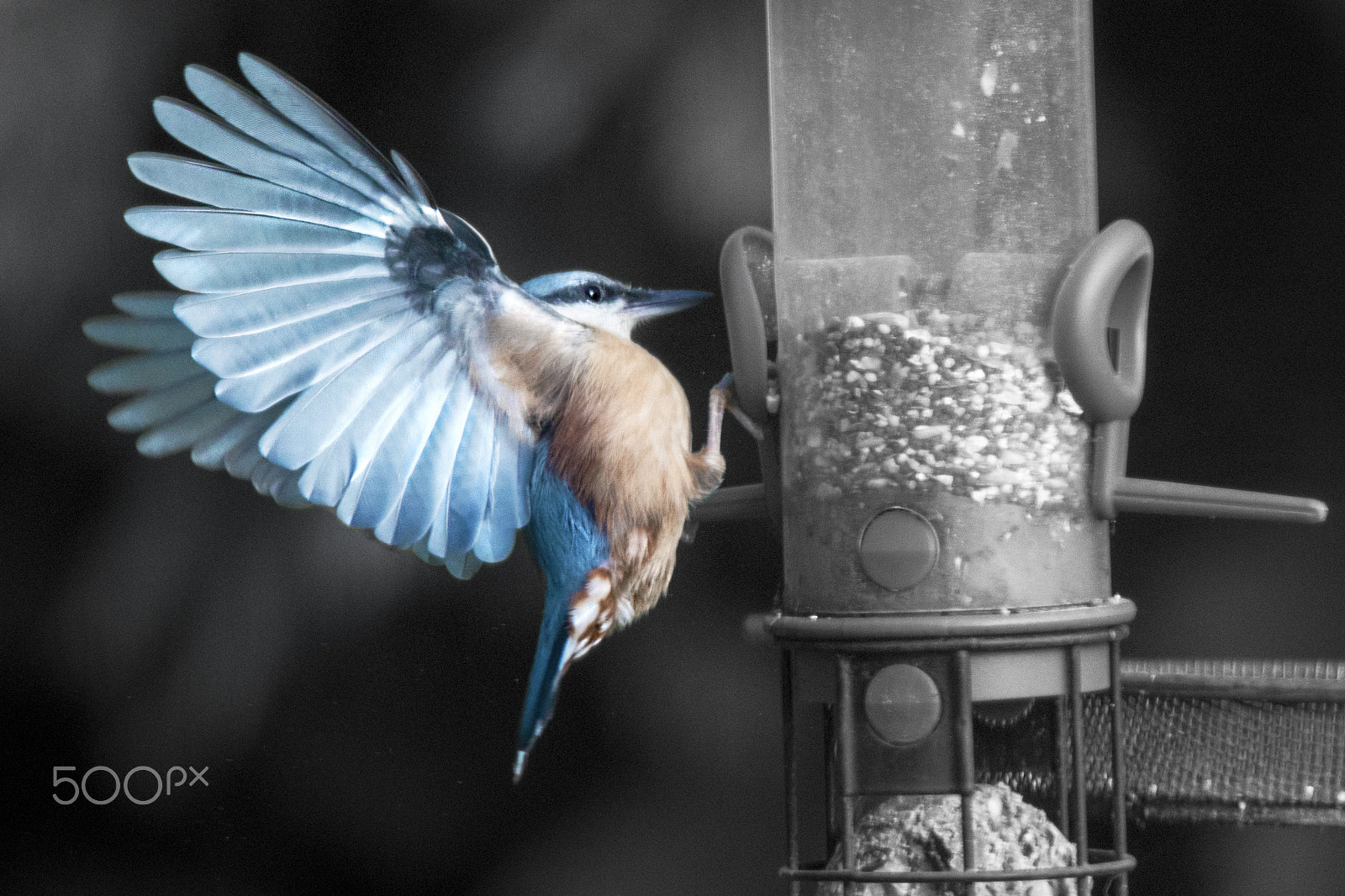 Sigma 120-400mm F4.5-5.6 DG OS HSM sample photo. An understated bird photography