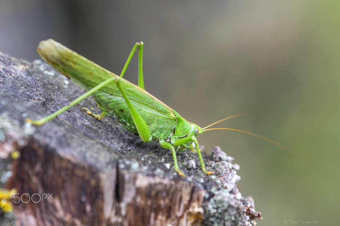 Canon EF 70-300mm F4-5.6L IS USM sample photo. Autumn grasshopper photography