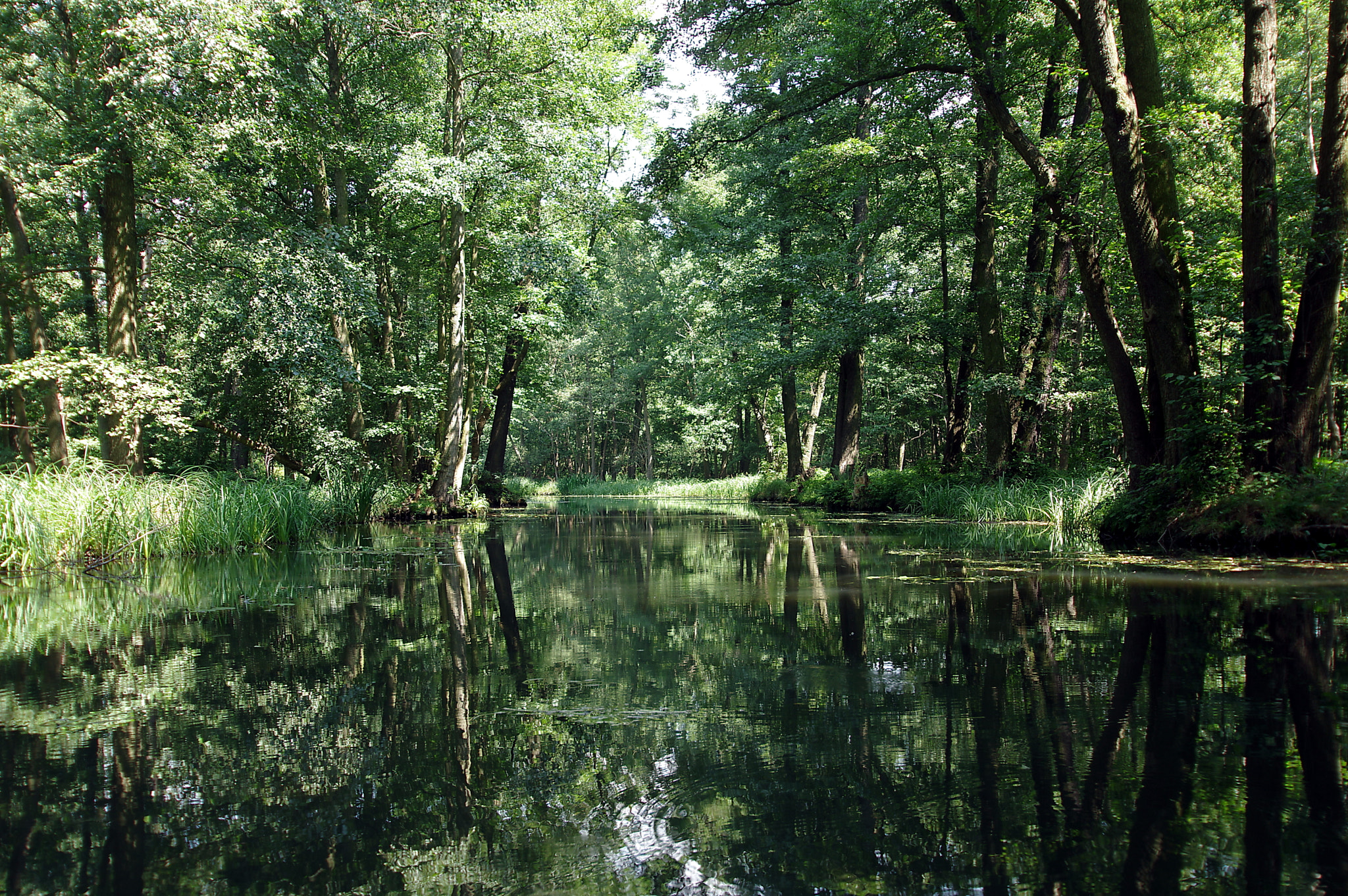 Pentax K-3 sample photo. Spreewald vi photography