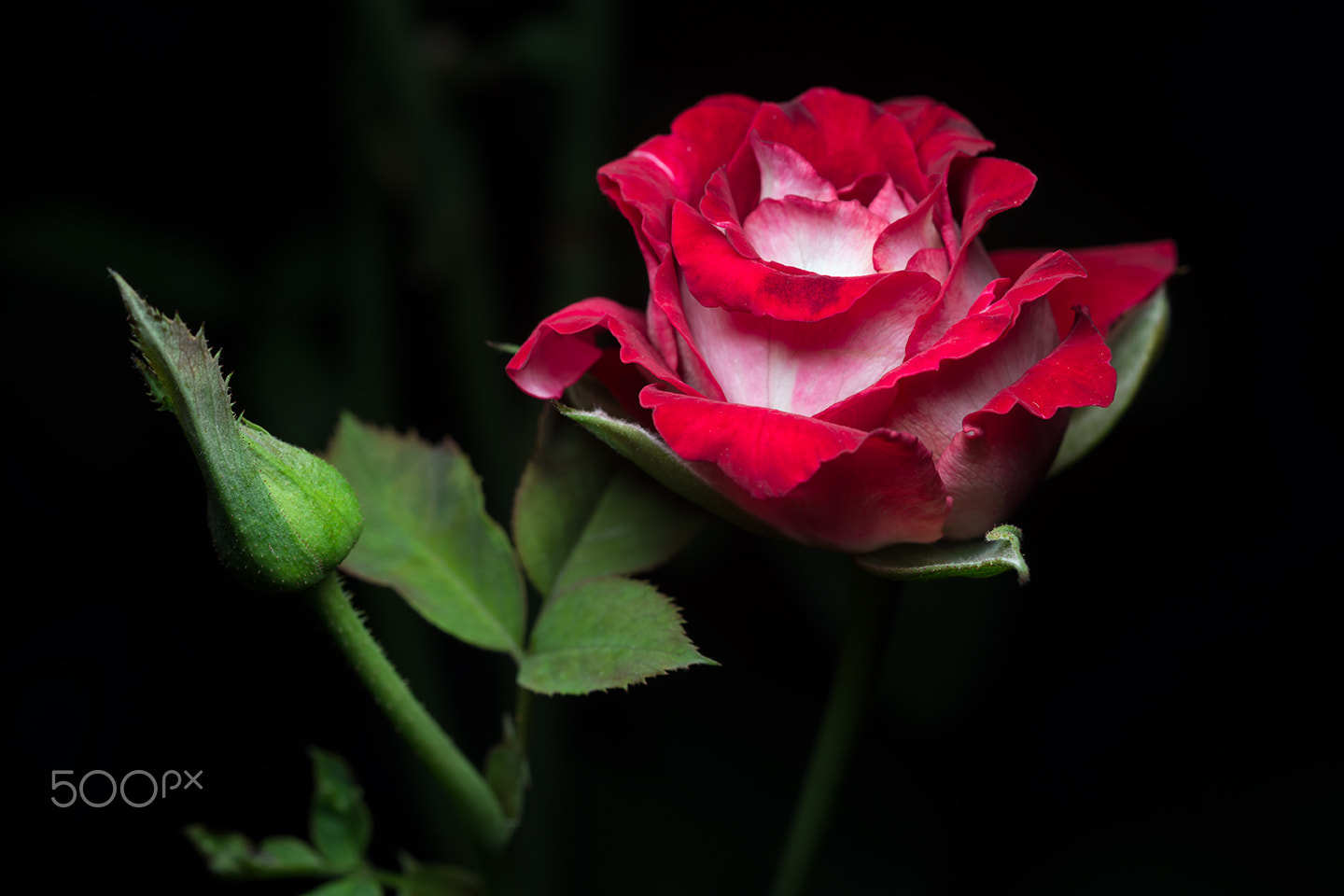 Sony a99 II + Sony 100mm F2.8 Macro sample photo. Monica bellucci photography