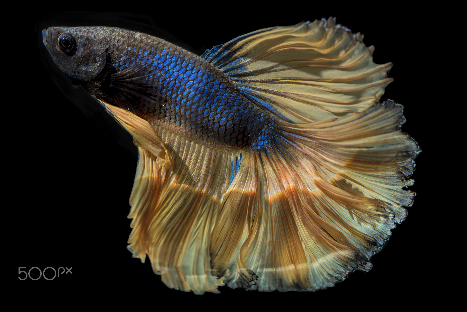 Nikon D750 + Tokina AT-X Pro 100mm F2.8 Macro sample photo. Betta fish : yellow blue halfmoon photography