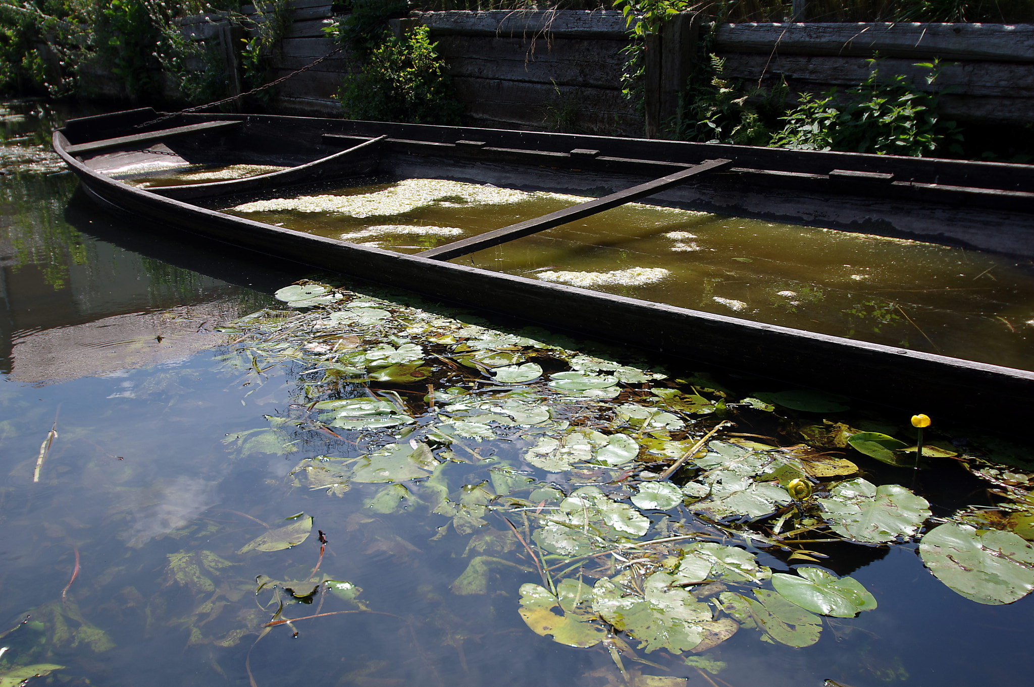 Pentax K-3 sample photo. Spreewald x photography