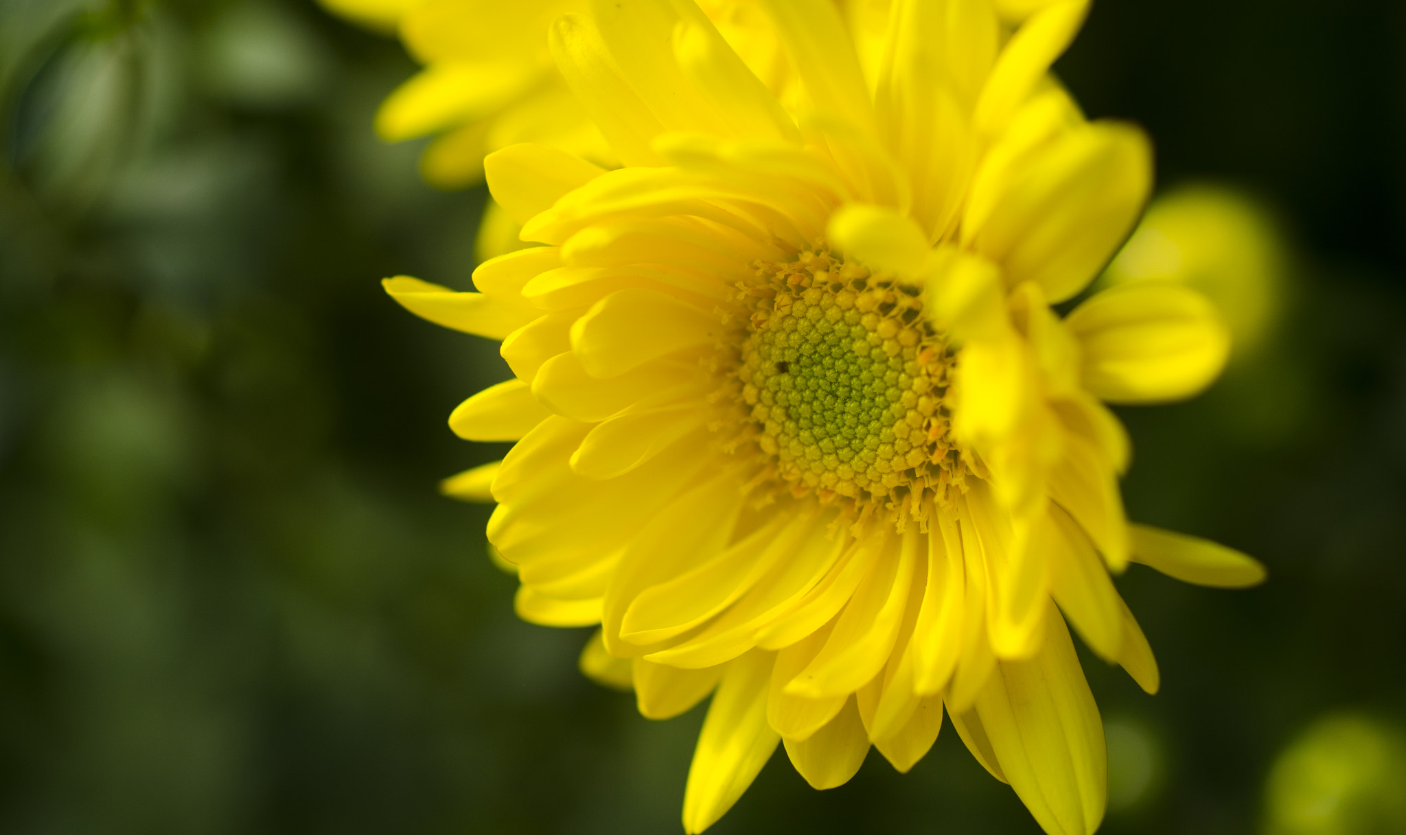 ZEISS Makro-Planar T* 50mm F2 sample photo. My sunshine photography