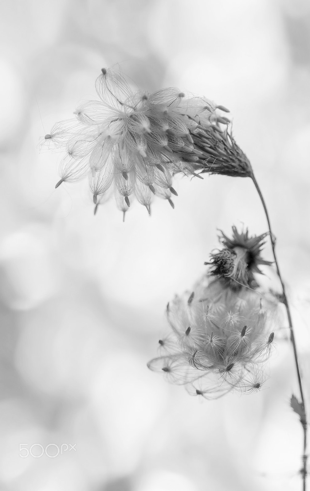 Pentax K20D + Pentax smc D-FA 100mm F2.8 macro sample photo. Dandelions photography