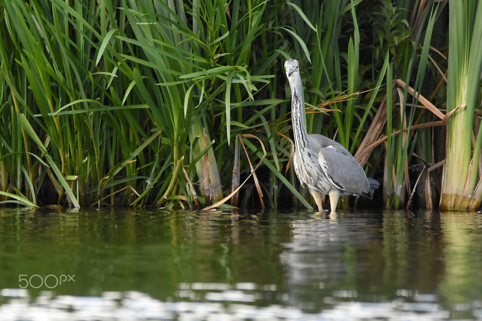 Tamron SP 150-600mm F5-6.3 Di VC USD sample photo. Hide photography