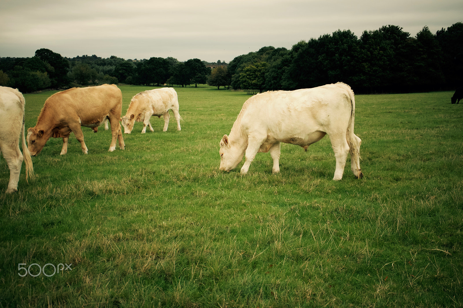 Canon EF-M 28mm F3.5 Macro IS STM sample photo. Cows grazing in field photography