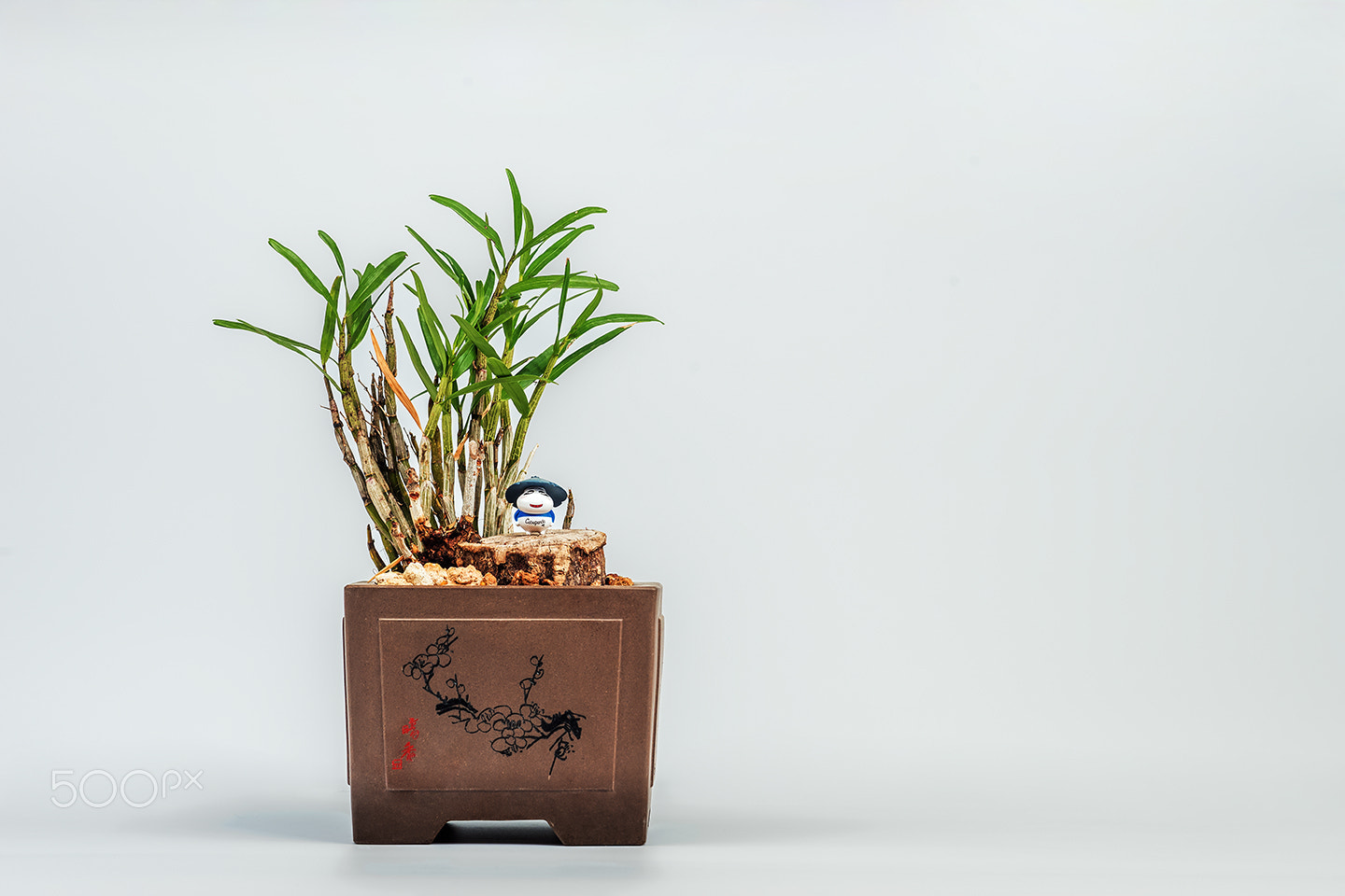 Sony a99 II + Sony 100mm F2.8 Macro sample photo. Dendrobium bonsai photography