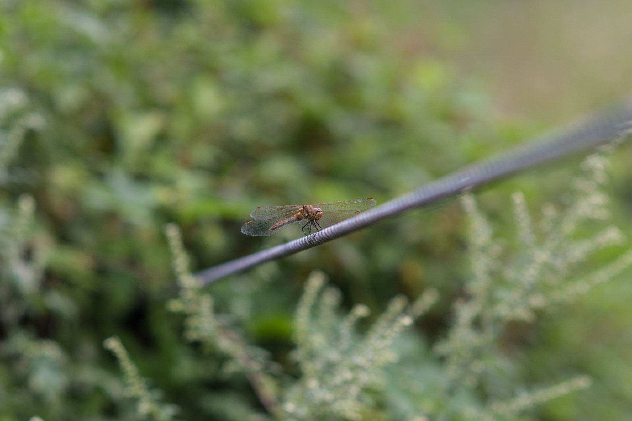 Nikon D500 + Nikon AF Nikkor 85mm F1.8D sample photo. Dragonflied on a wire photography