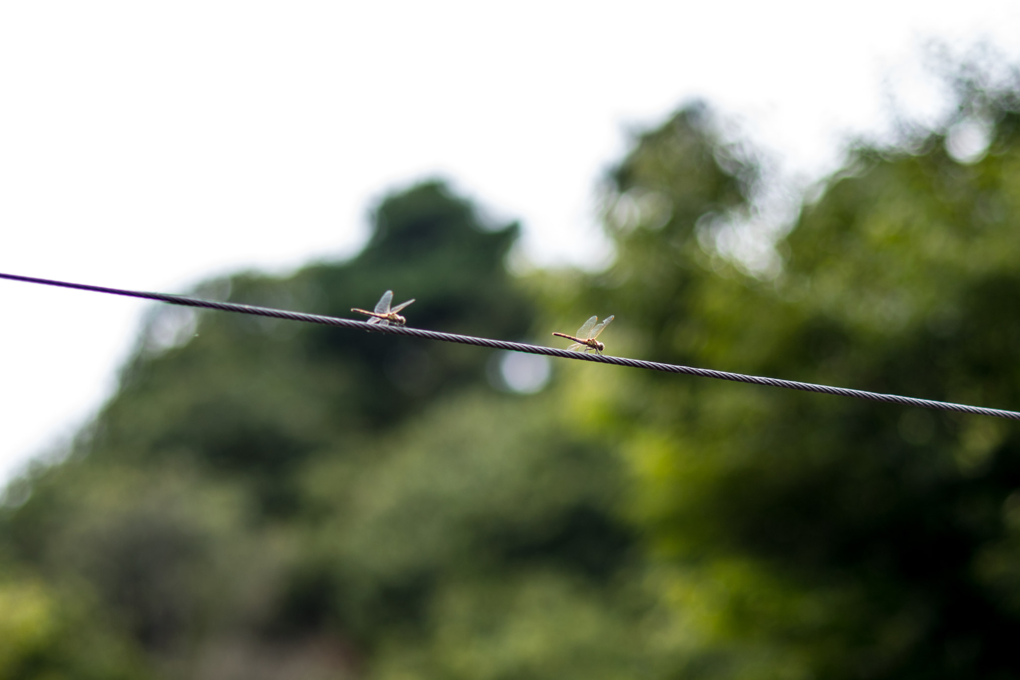 Nikon AF Nikkor 85mm F1.8D sample photo. Dragonflied on a wire photography