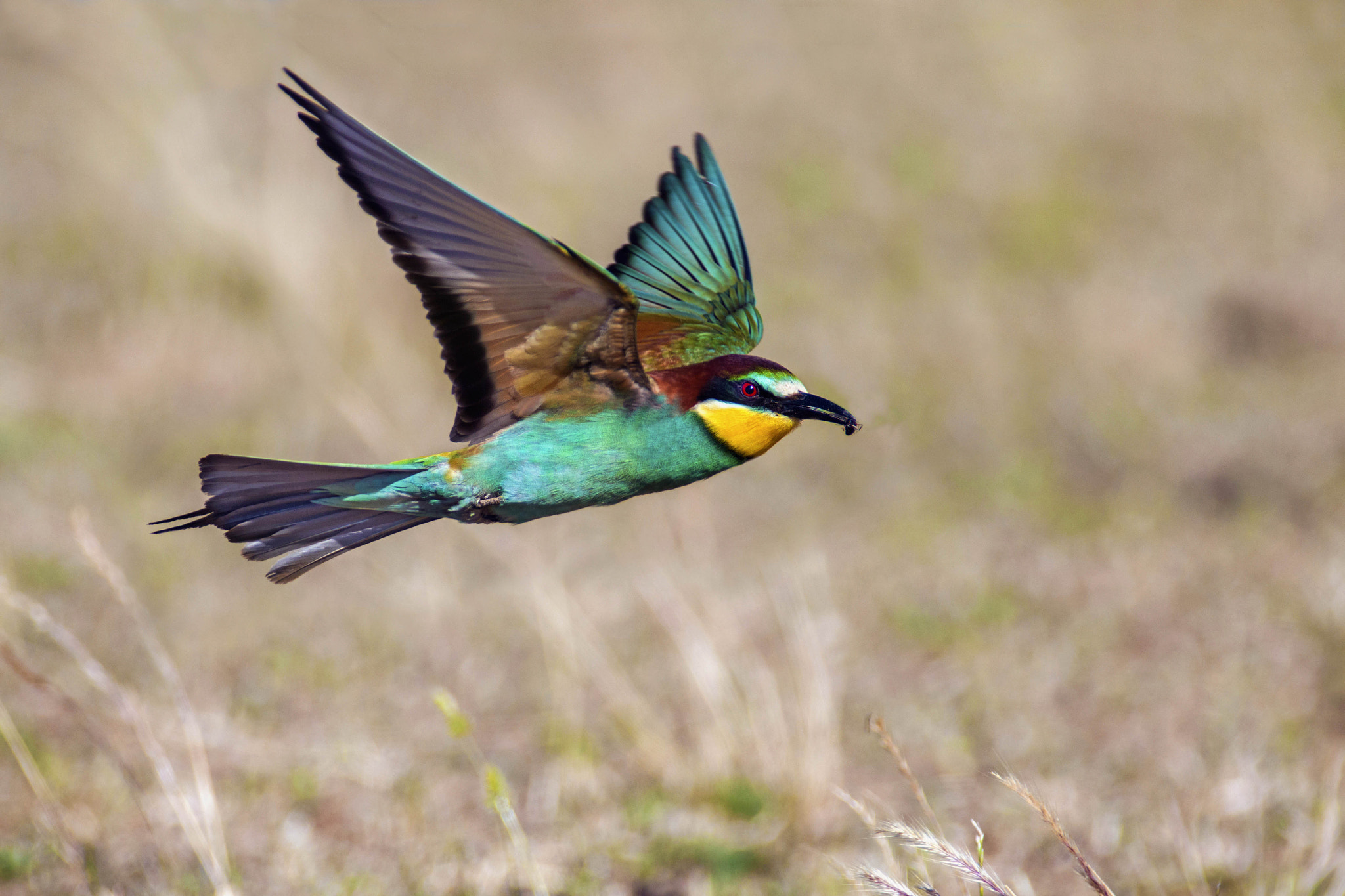 Canon EF 300mm f/2.8L + 1.4x sample photo. Bee eater photography
