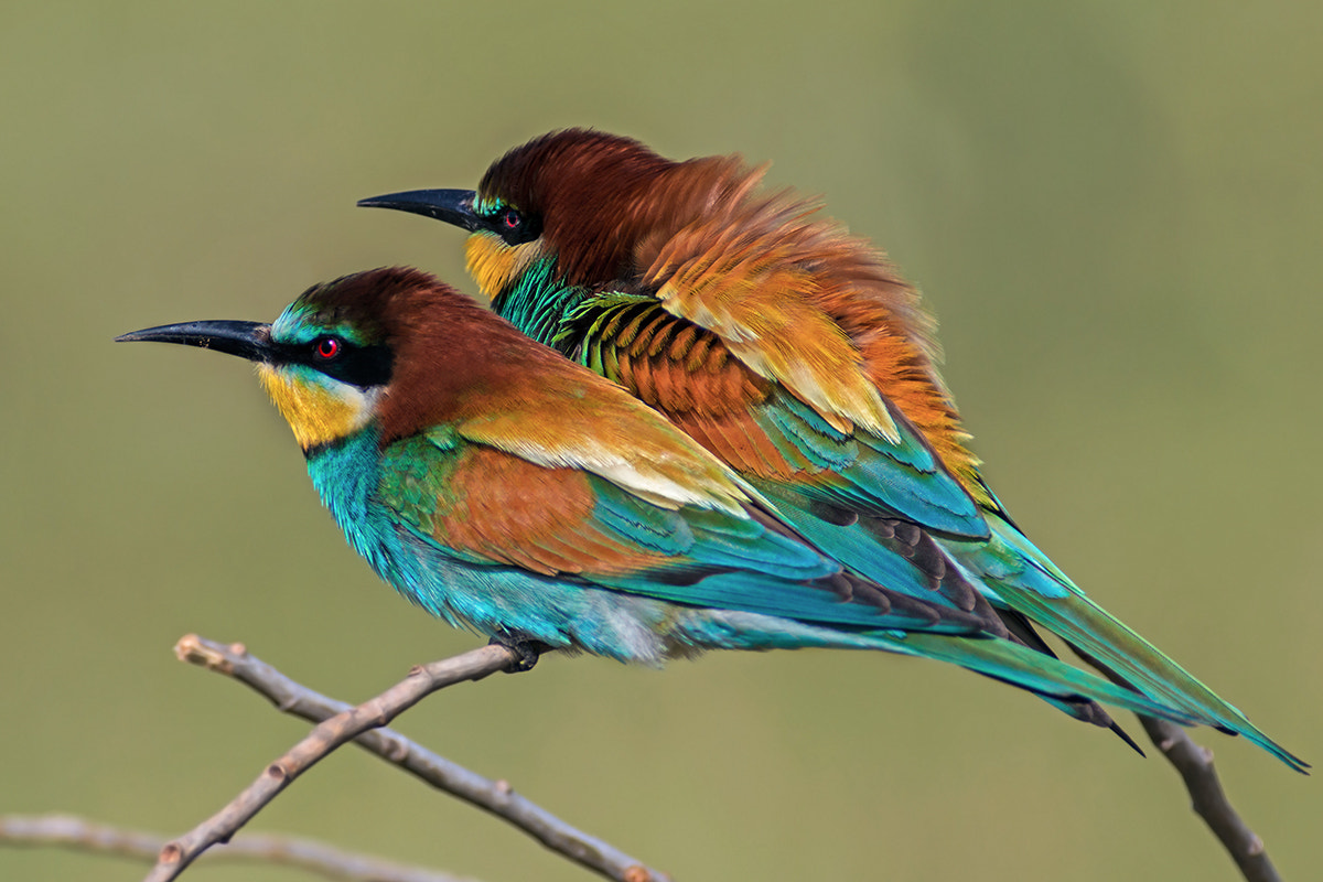 Canon EF 300mm f/2.8L + 2x sample photo. Pair pf bee eaters photography