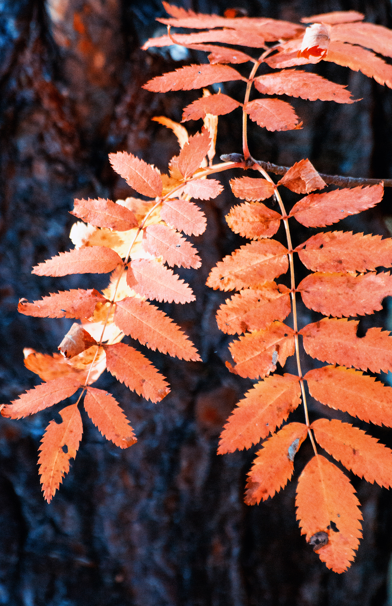 Sony SLT-A77 + Sony 75-300mm F4.5-5.6 sample photo. Autumn walk photography