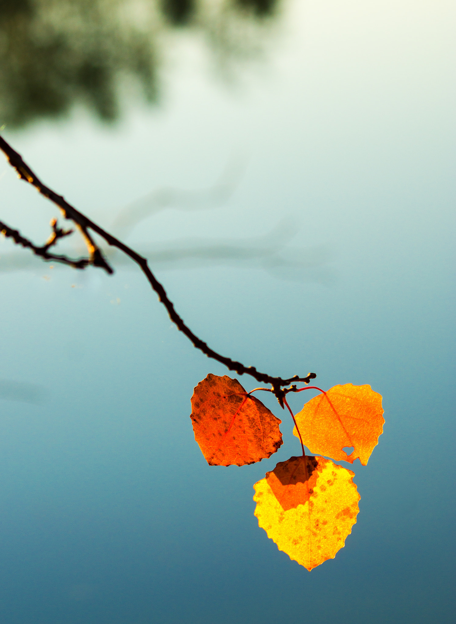 Sony SLT-A77 sample photo. Autumn walk photography