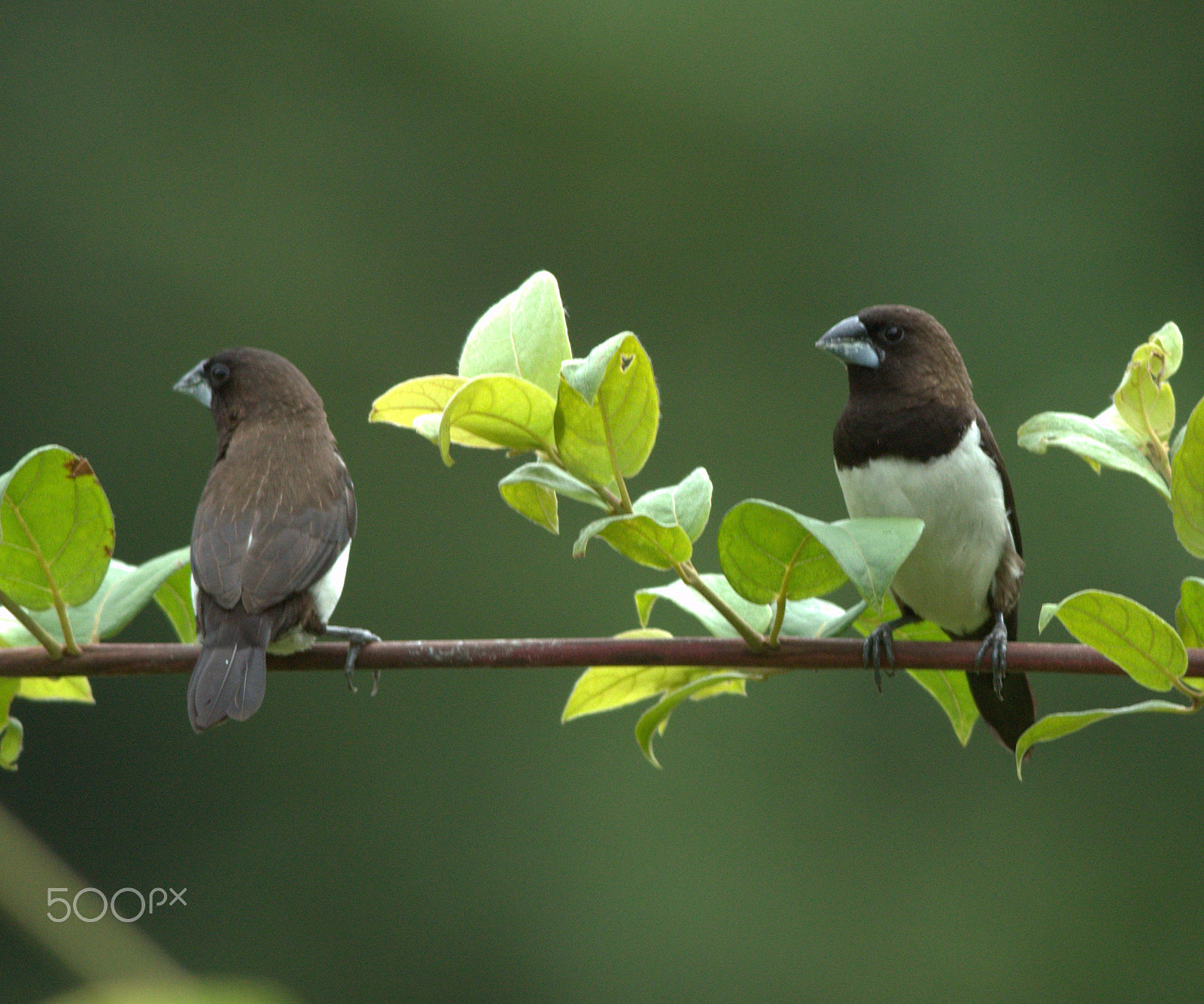 Nikon D3200 + Nikon AF-S Nikkor 300mm F4D ED-IF sample photo. Birds photography