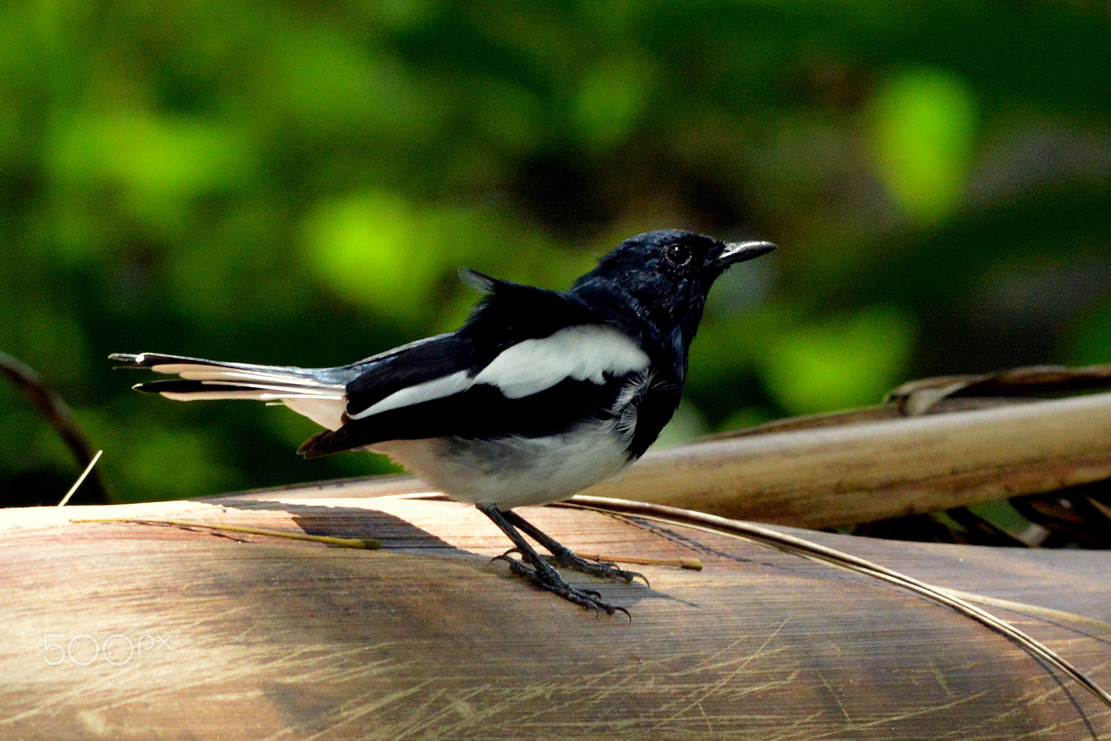 Nikon D3200 + Nikon AF-S Nikkor 300mm F4D ED-IF sample photo. Birds photography