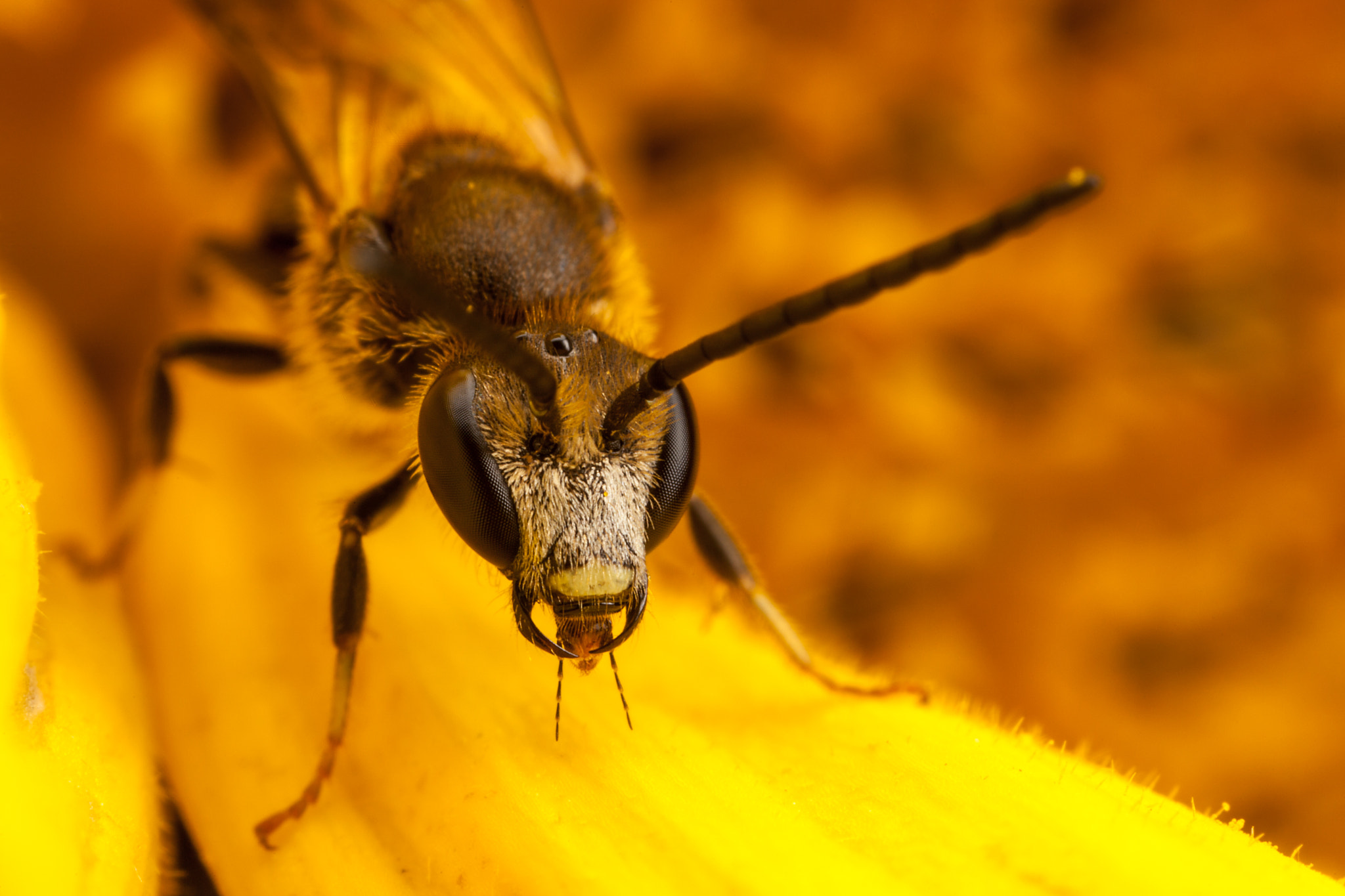 Canon EOS 5D Mark II + Canon MP-E 65mm F2.5 1-5x Macro Photo sample photo. Sweat bee photography