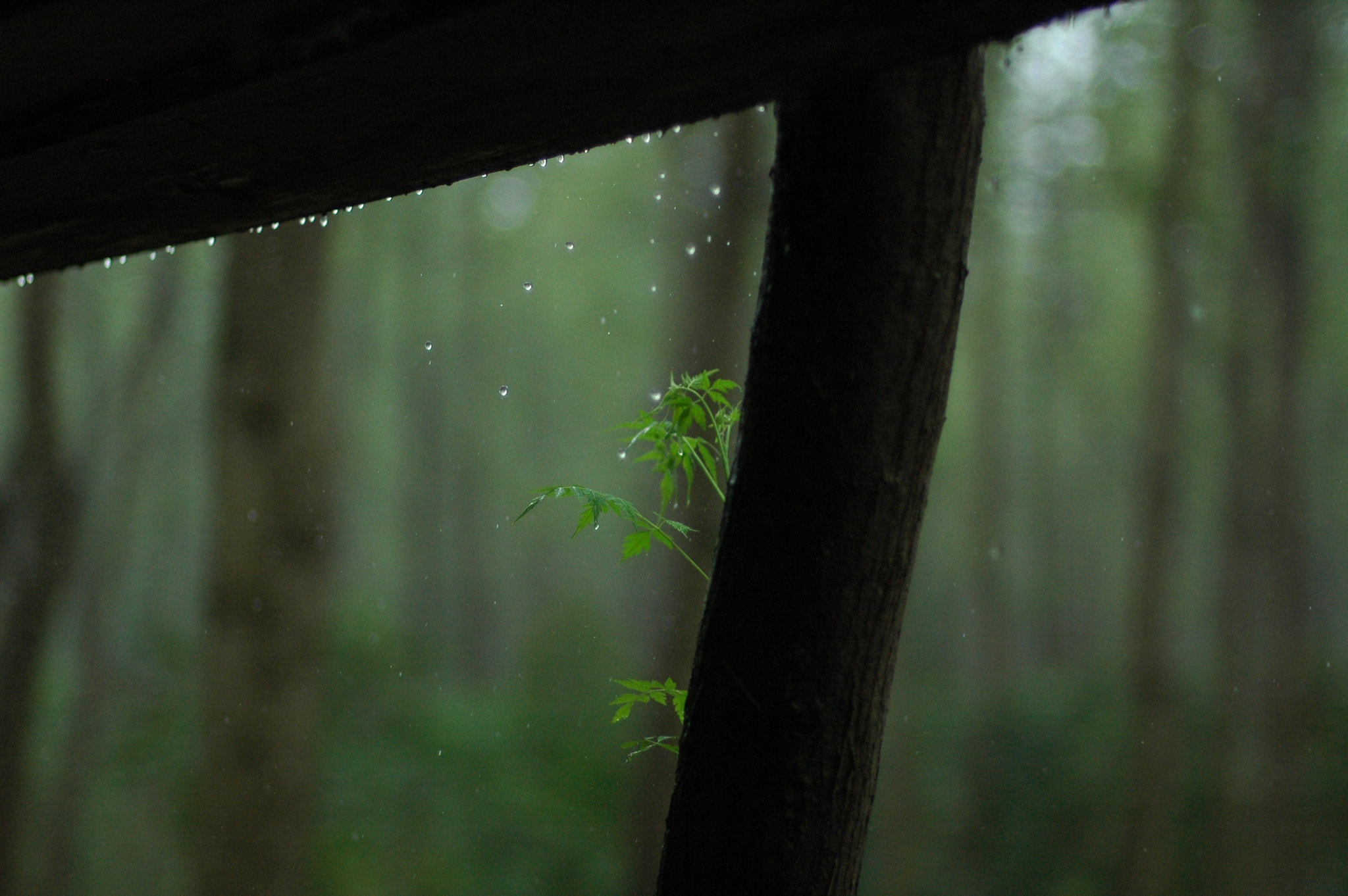 Nikon D70s + Nikon AF Nikkor 50mm F1.4D sample photo. Crystalline raindrops photography