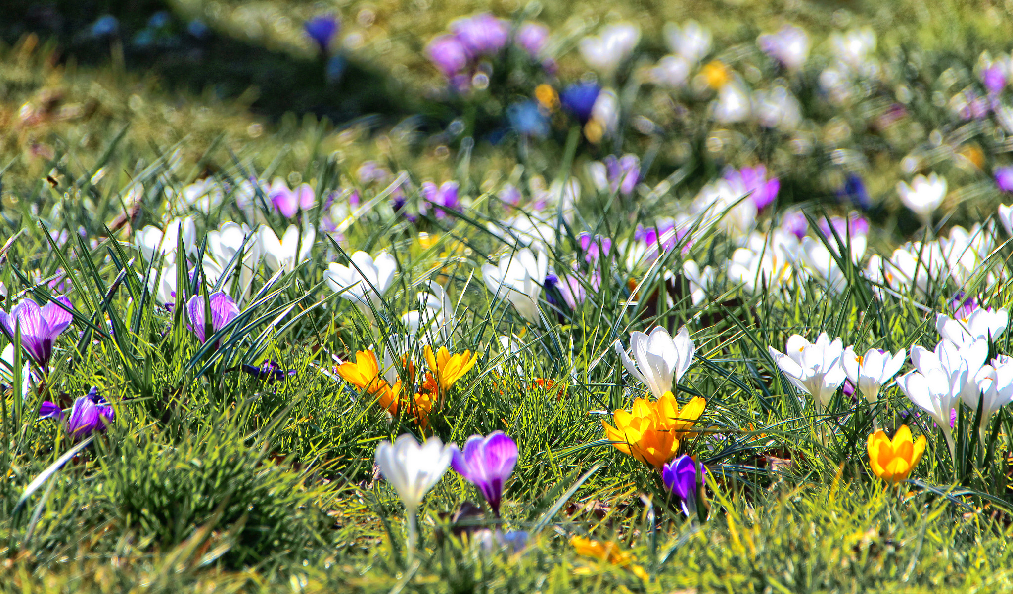 Sigma 18-250mm F3.5-6.3 DC OS HSM sample photo. The first tulips in amsterdam photography