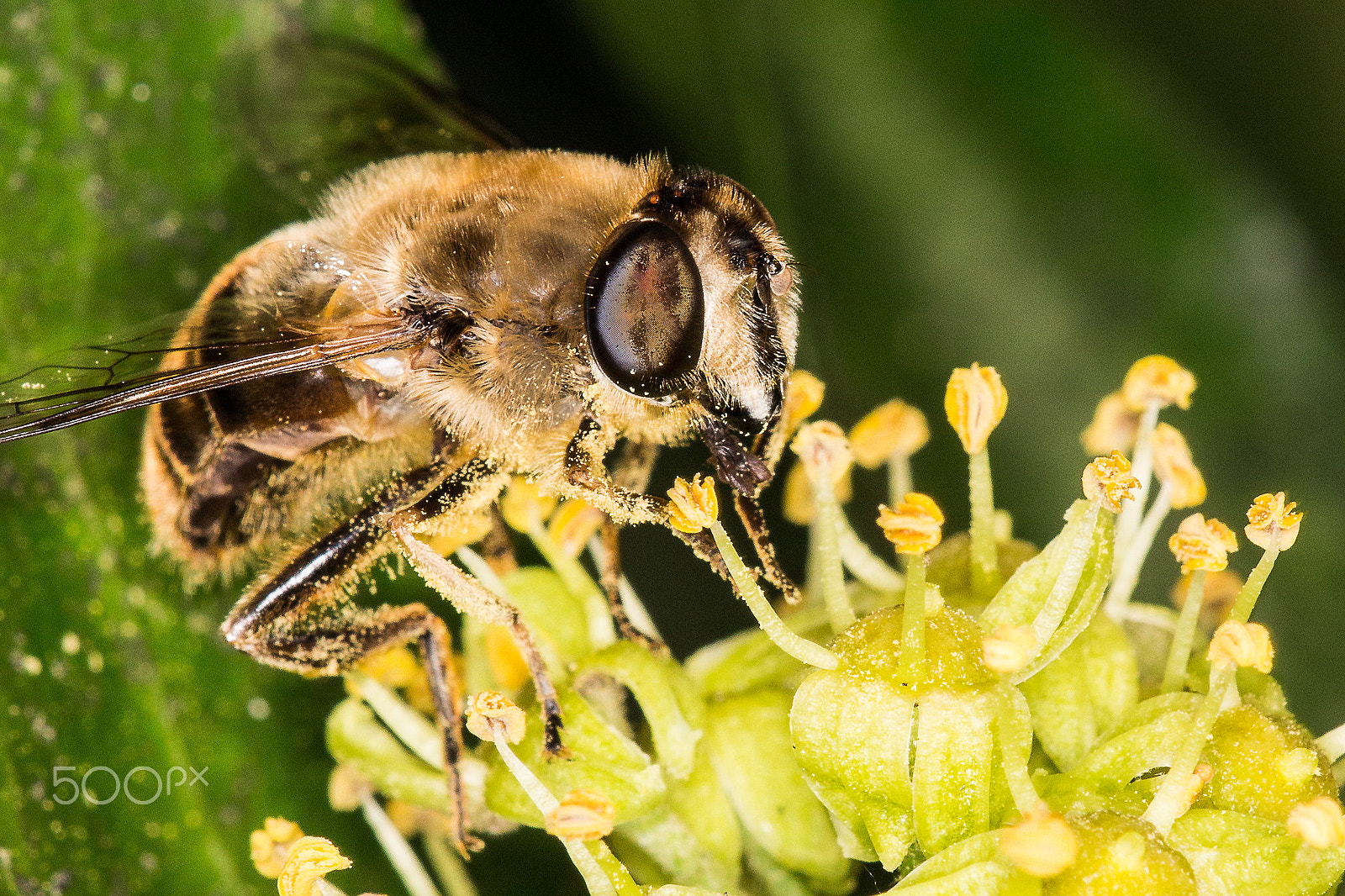 Sigma APO Macro 150mm f/2.8 EX DG HSM sample photo. At work photography