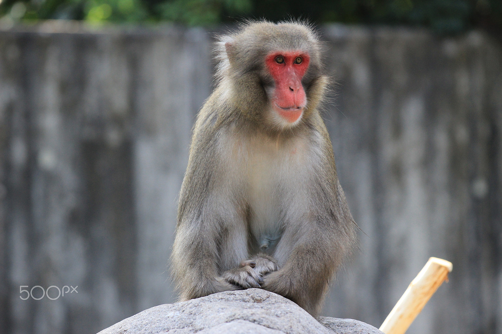 Canon EF 70-200mm F2.8L IS II USM sample photo. Stuttgart zoo no.9 photography