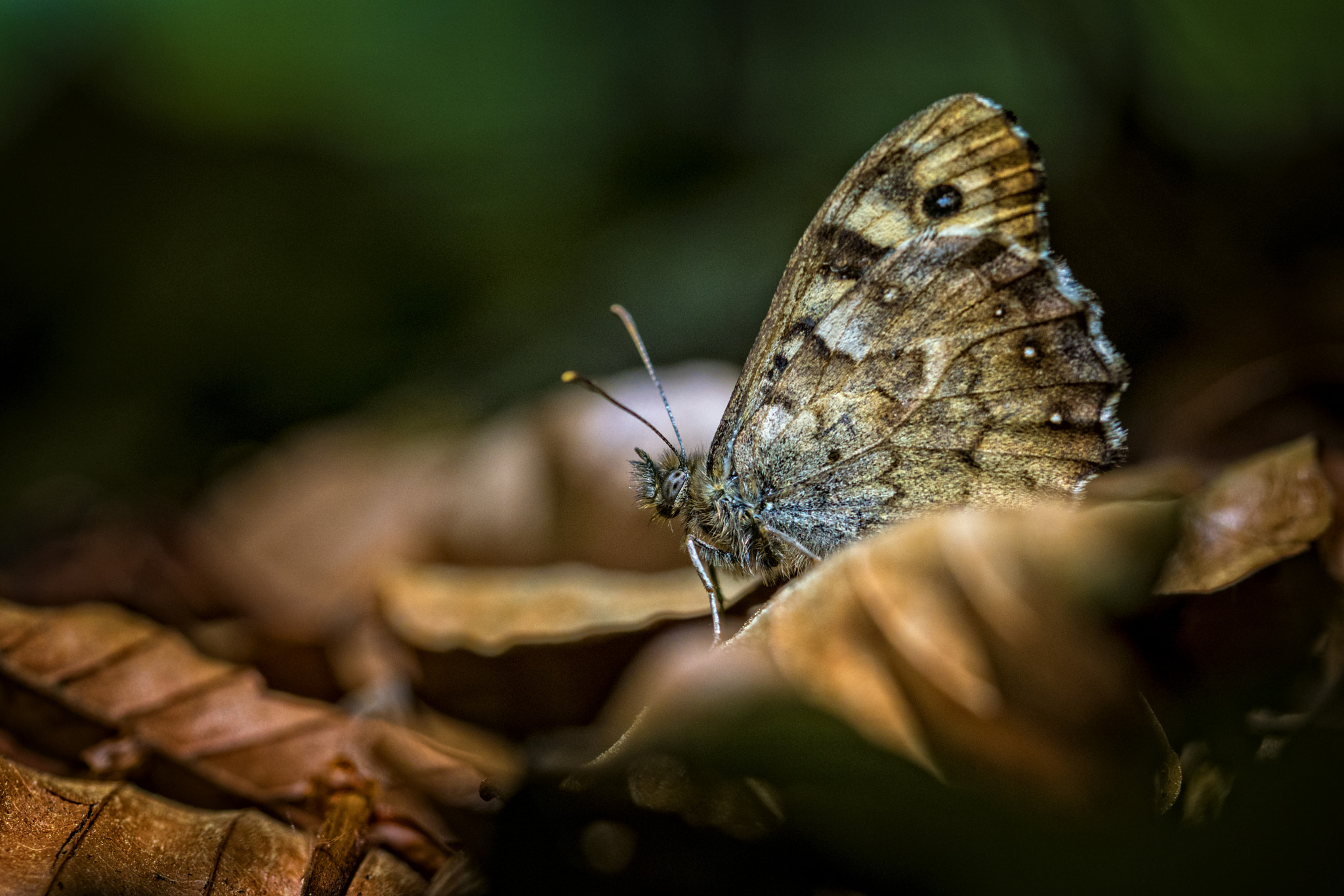 Sony ILCA-77M2 + 105mm F2.8 sample photo. Butterfly photography