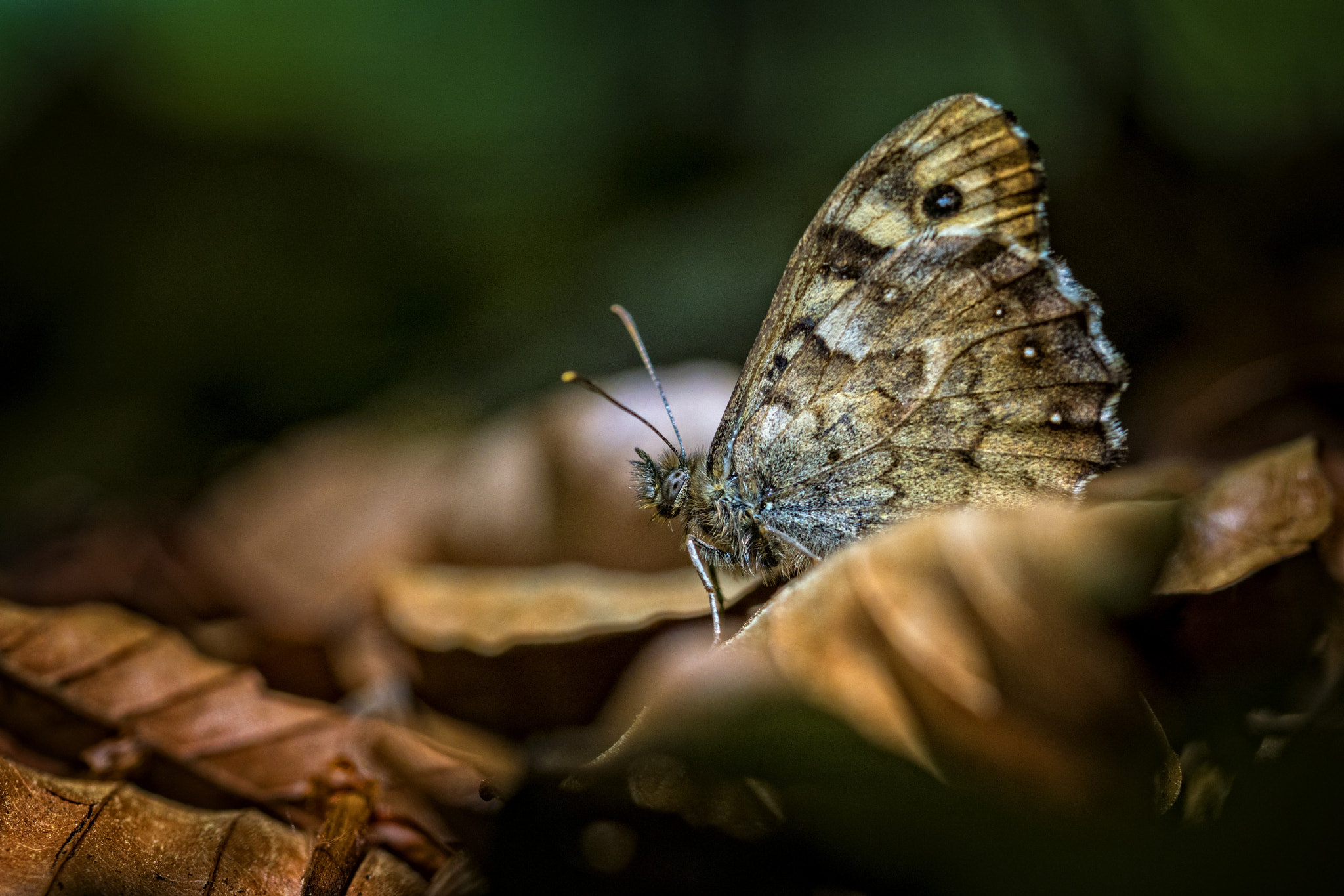 Sony ILCA-77M2 sample photo. Butterfly photography