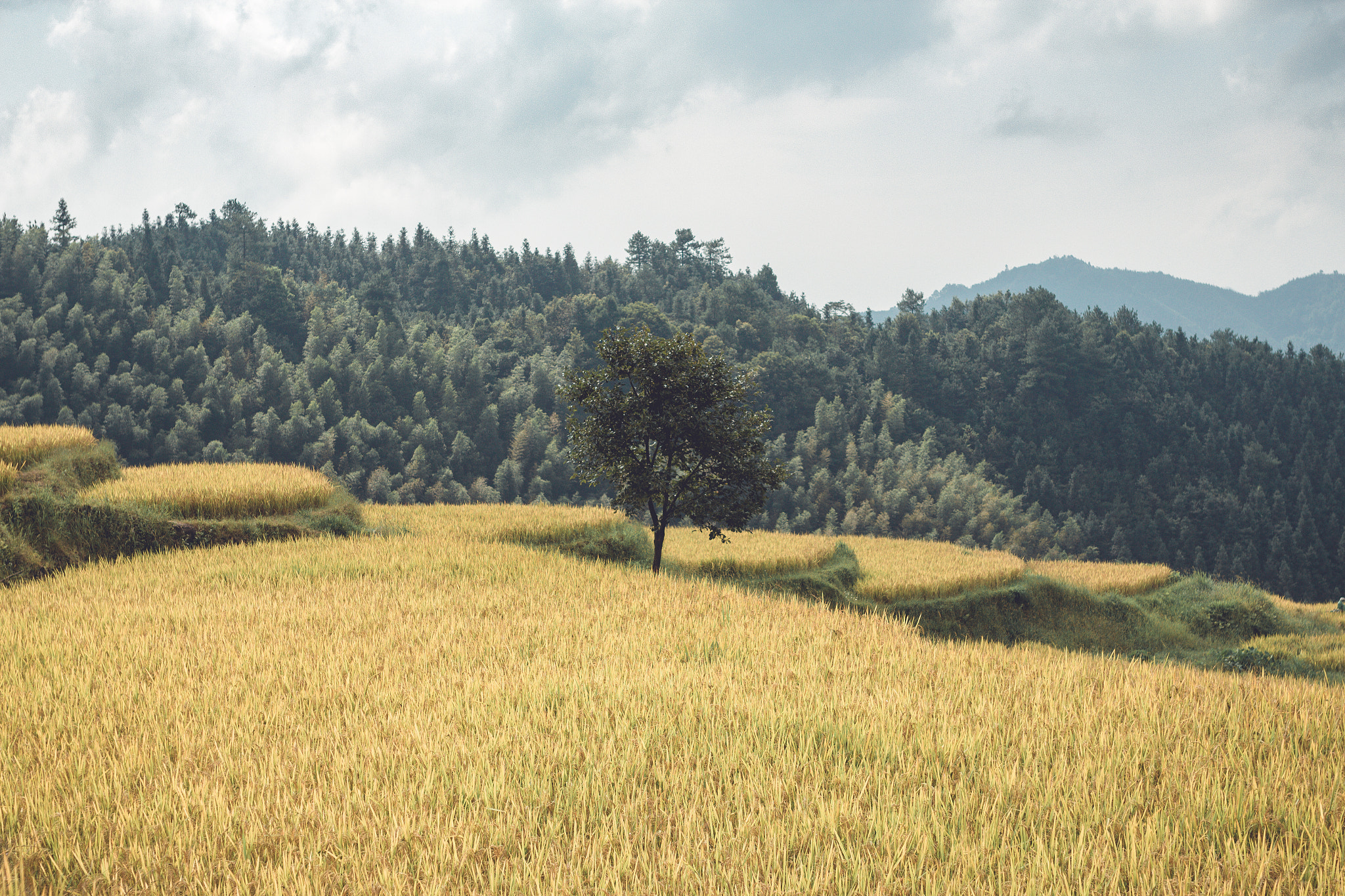 Canon EOS 600D (Rebel EOS T3i / EOS Kiss X5) + Sigma 35mm F1.4 DG HSM Art sample photo. 梯田上的树 photography