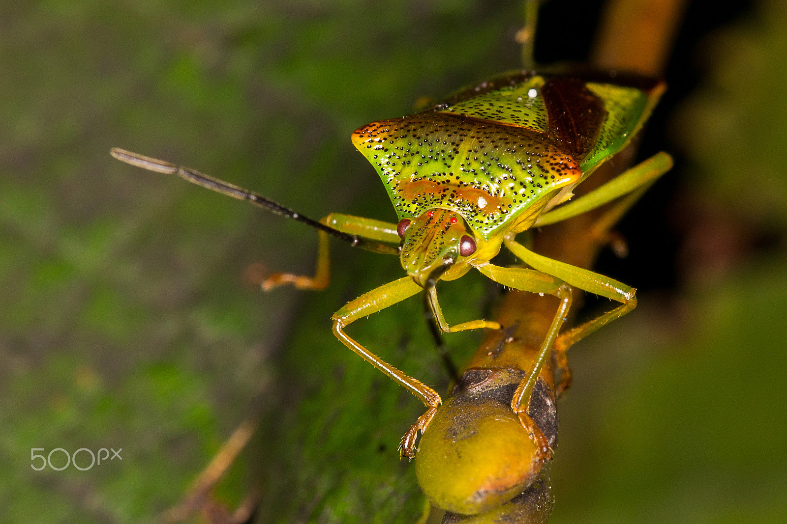 Sigma APO Macro 150mm f/2.8 EX DG HSM sample photo. Climbing shiel bug photography