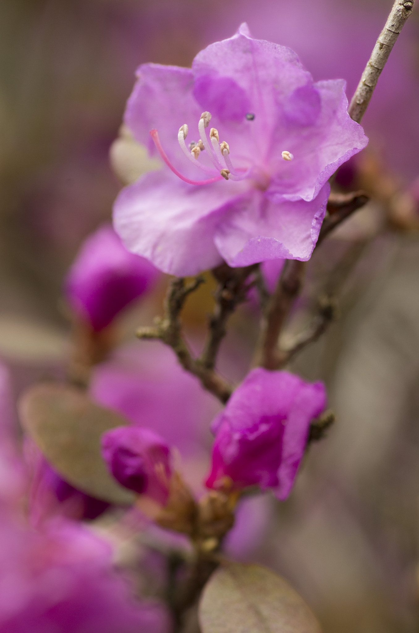 Pentax K-30 sample photo. Siberian rhododendron photography