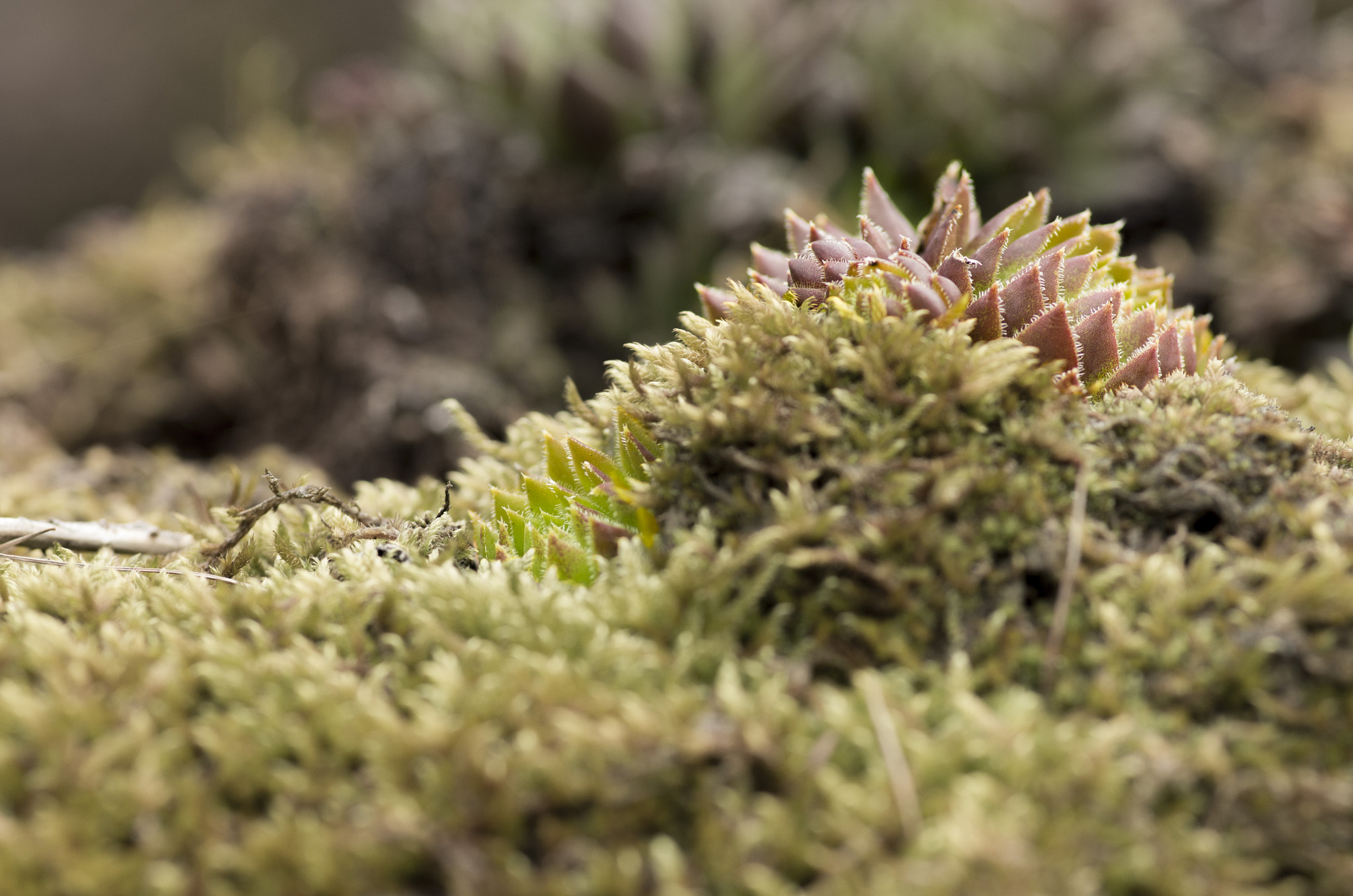 Pentax K-30 sample photo. Houseleek on moss hill photography