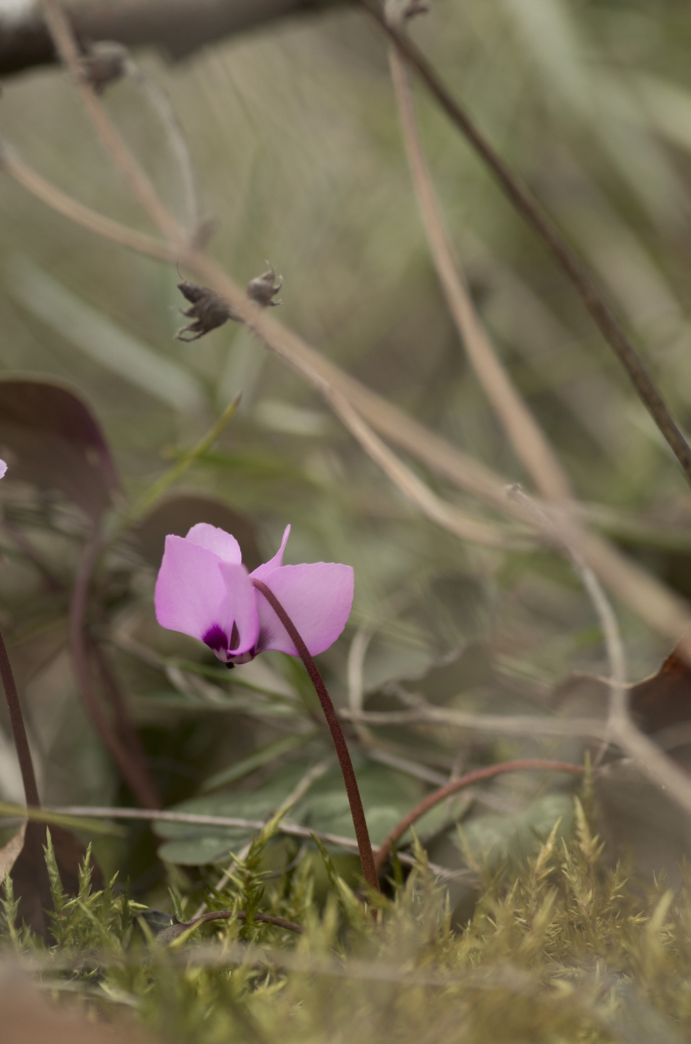 Pentax K-30 sample photo. Lonely flower photography