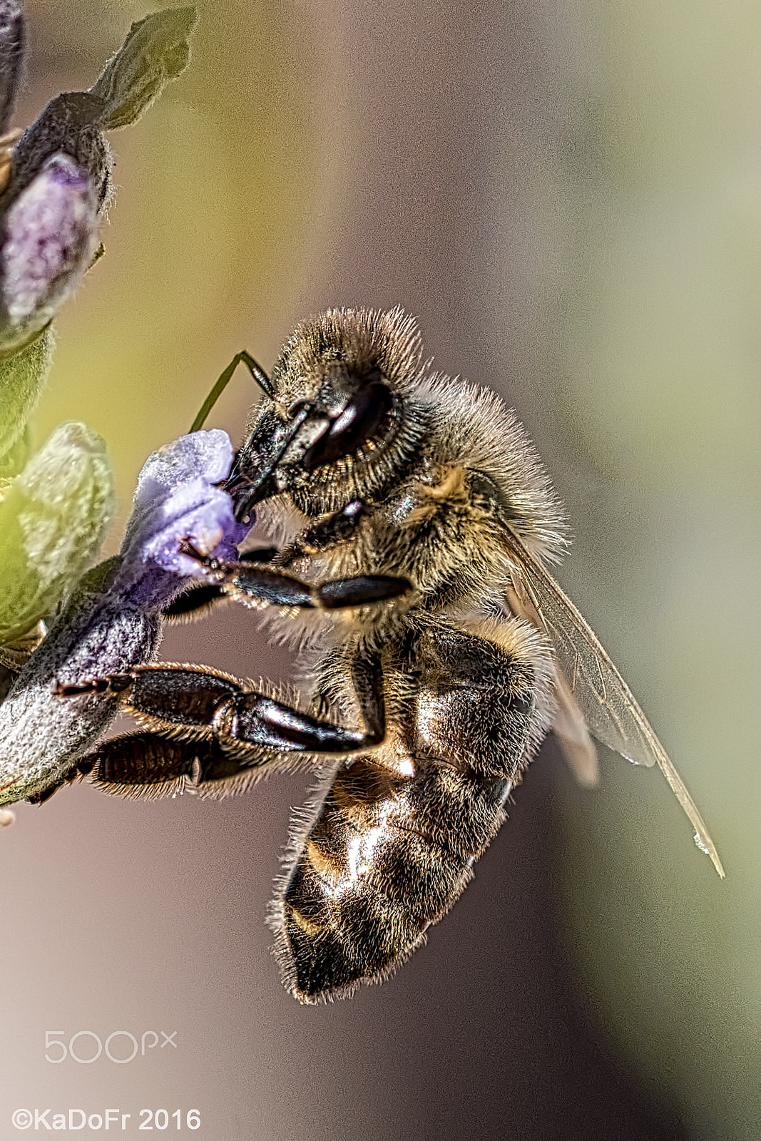 Sigma 105mm F2.8 EX DG OS HSM sample photo. Thirst is worse than homesickness:) photography