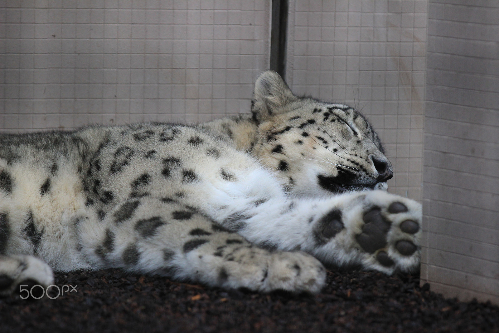 Canon EOS 600D (Rebel EOS T3i / EOS Kiss X5) + Canon EF 70-200mm F2.8L IS II USM sample photo. Stuttgart zoo no.8 photography