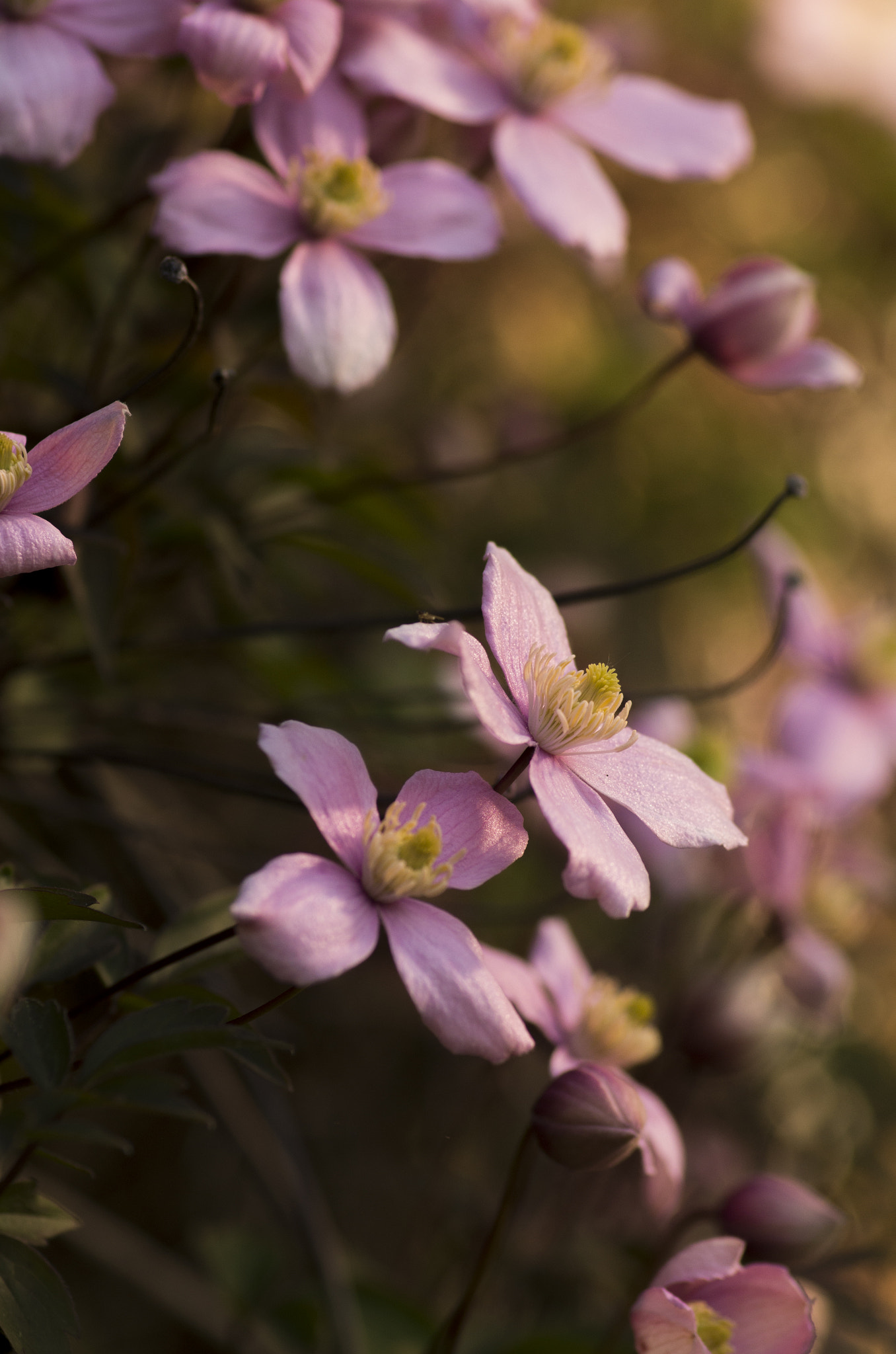 Pentax K-30 sample photo. Clematis flower fence photography