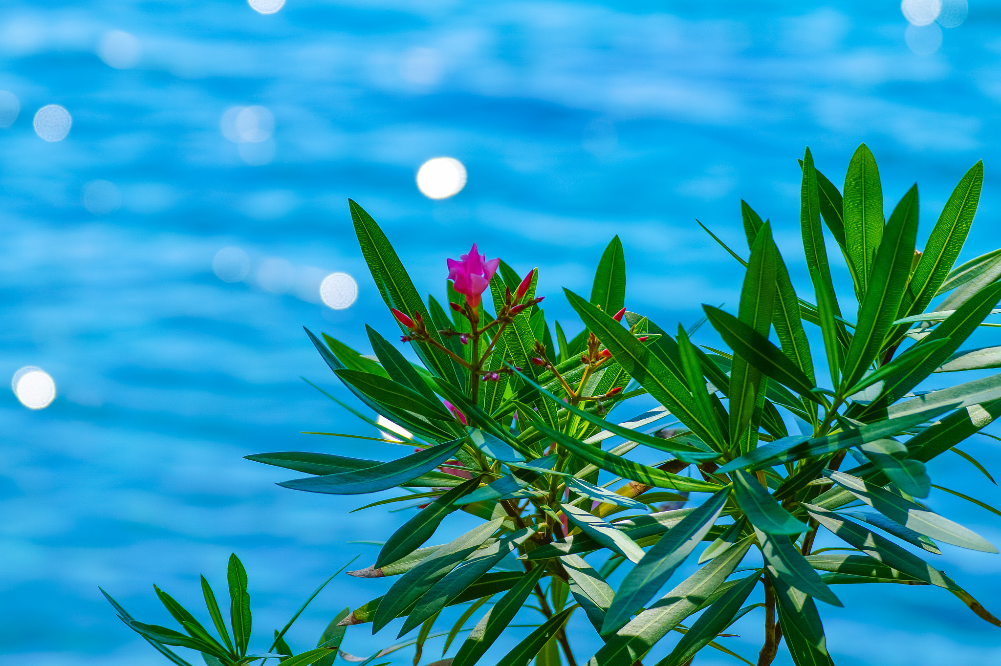 Tamron SP 70-300mm F4-5.6 Di USD sample photo. Flower at coast photography